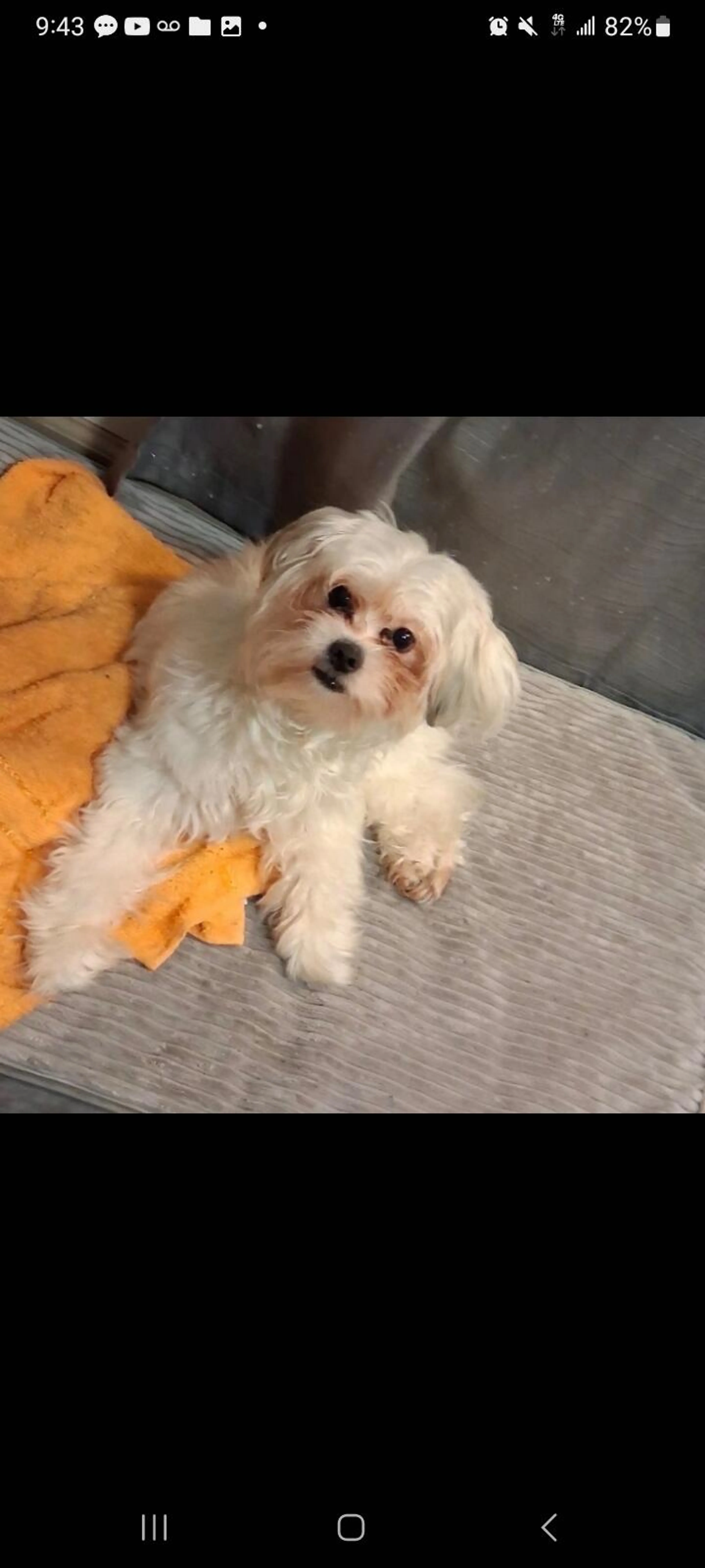 Lost pet