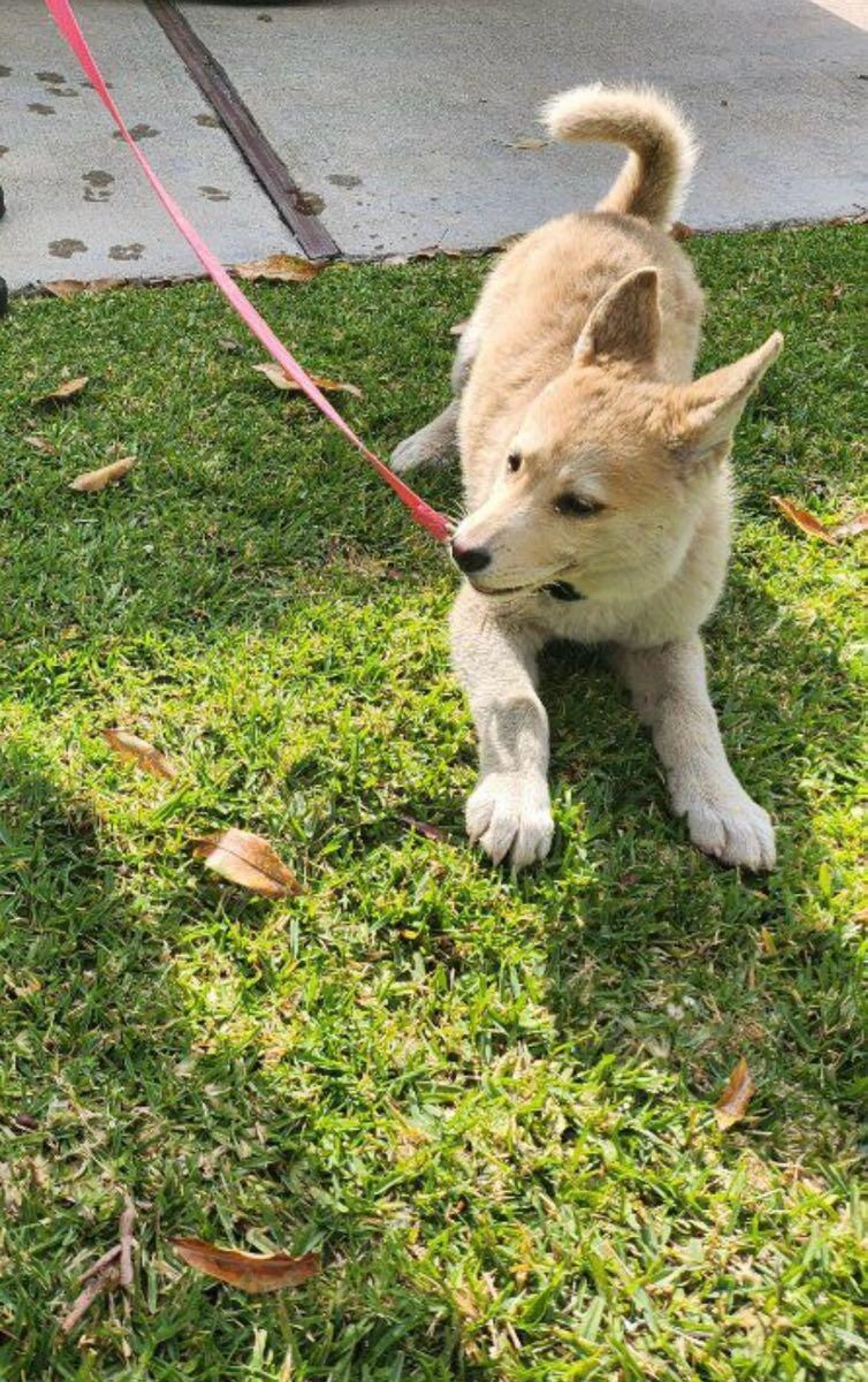 Found pet