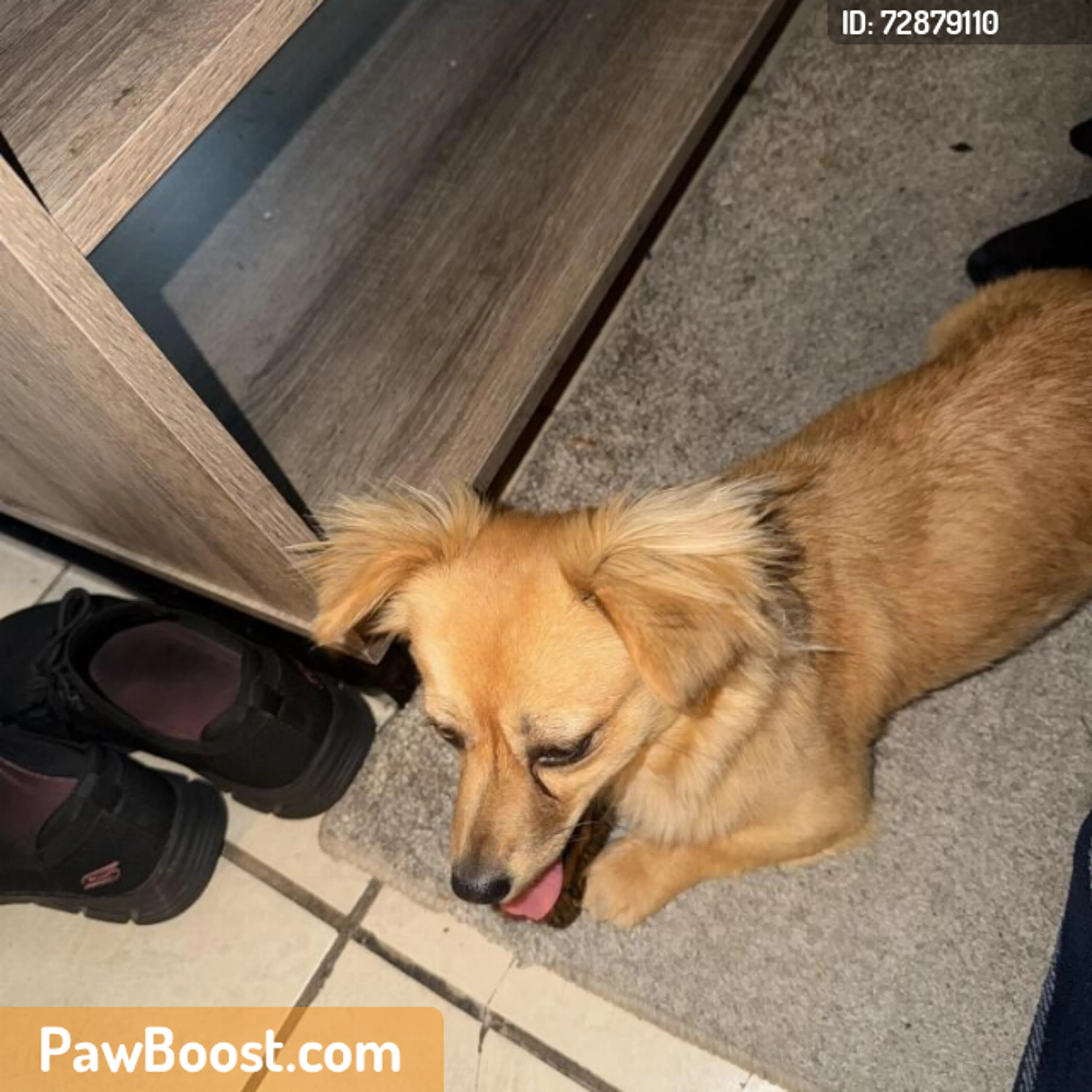 Found pet