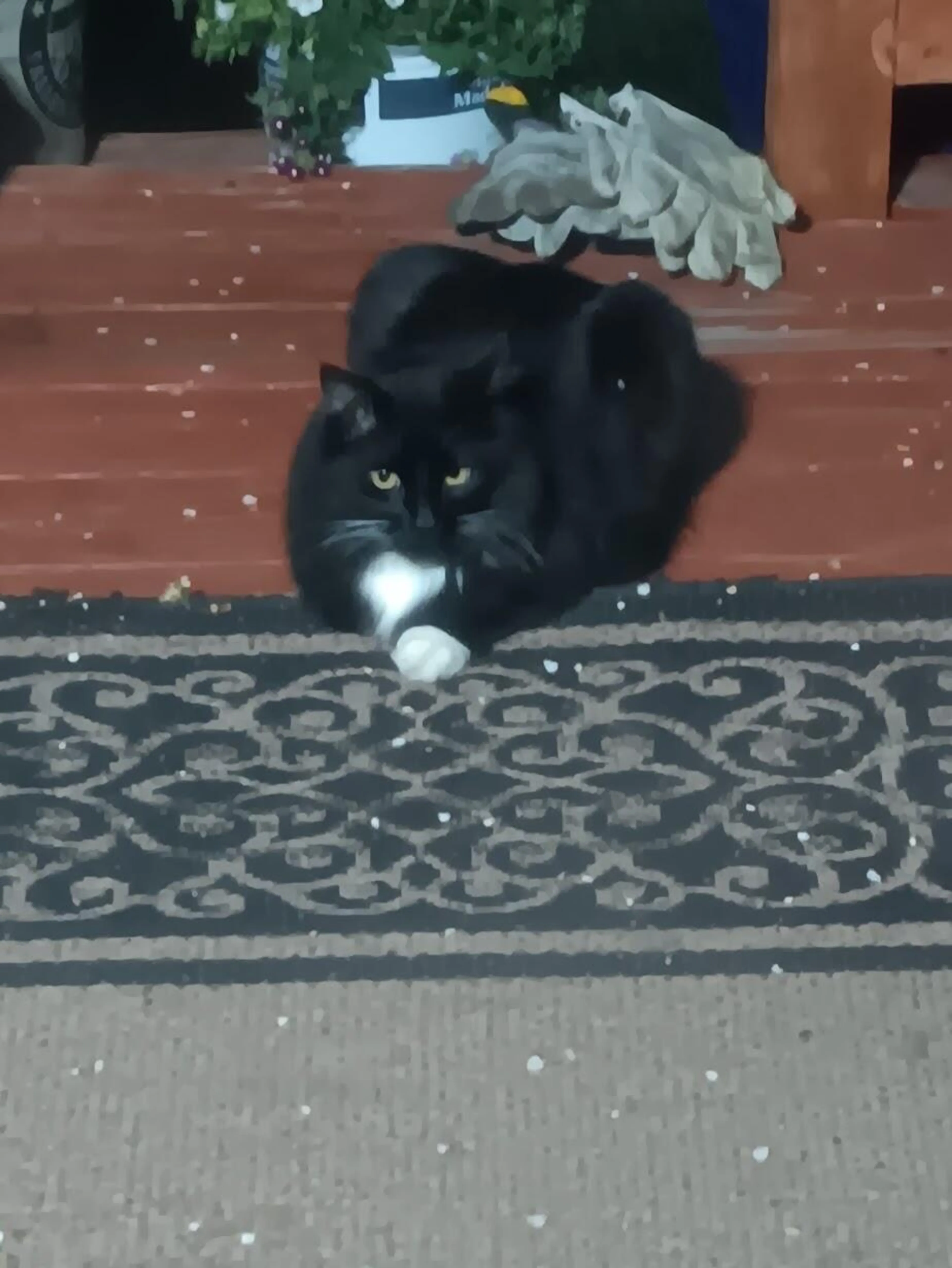Found pet
