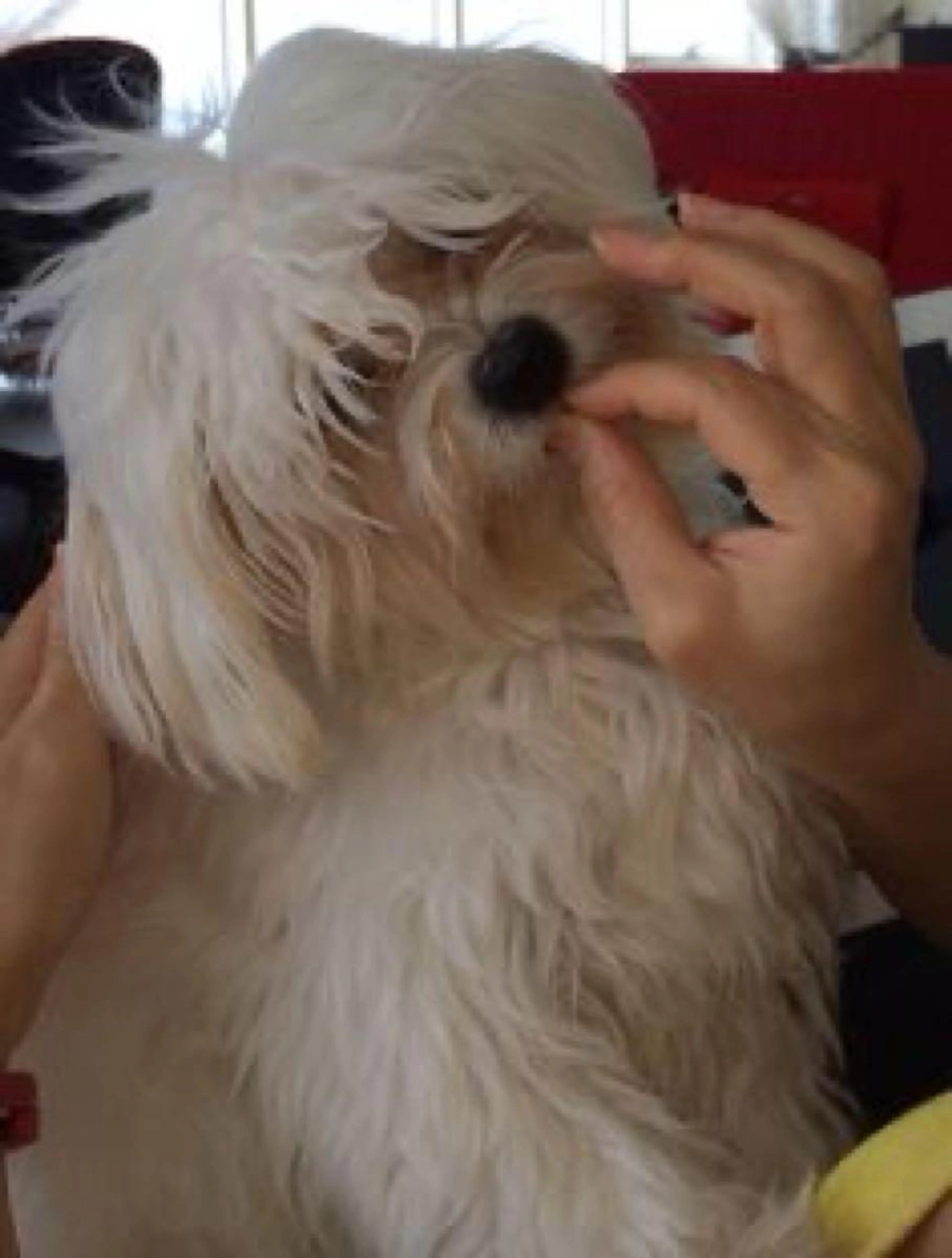 Lost pet