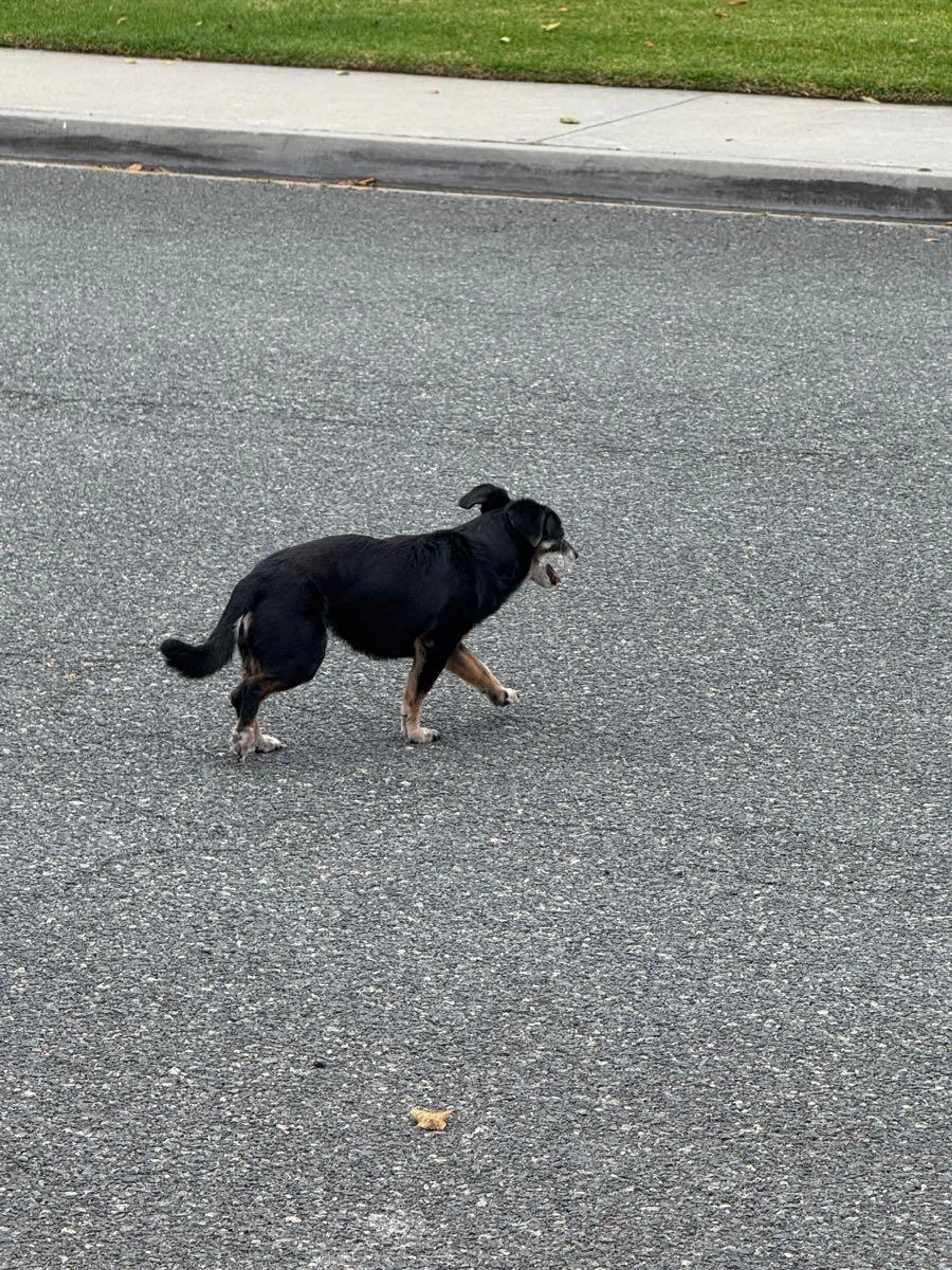 Found pet