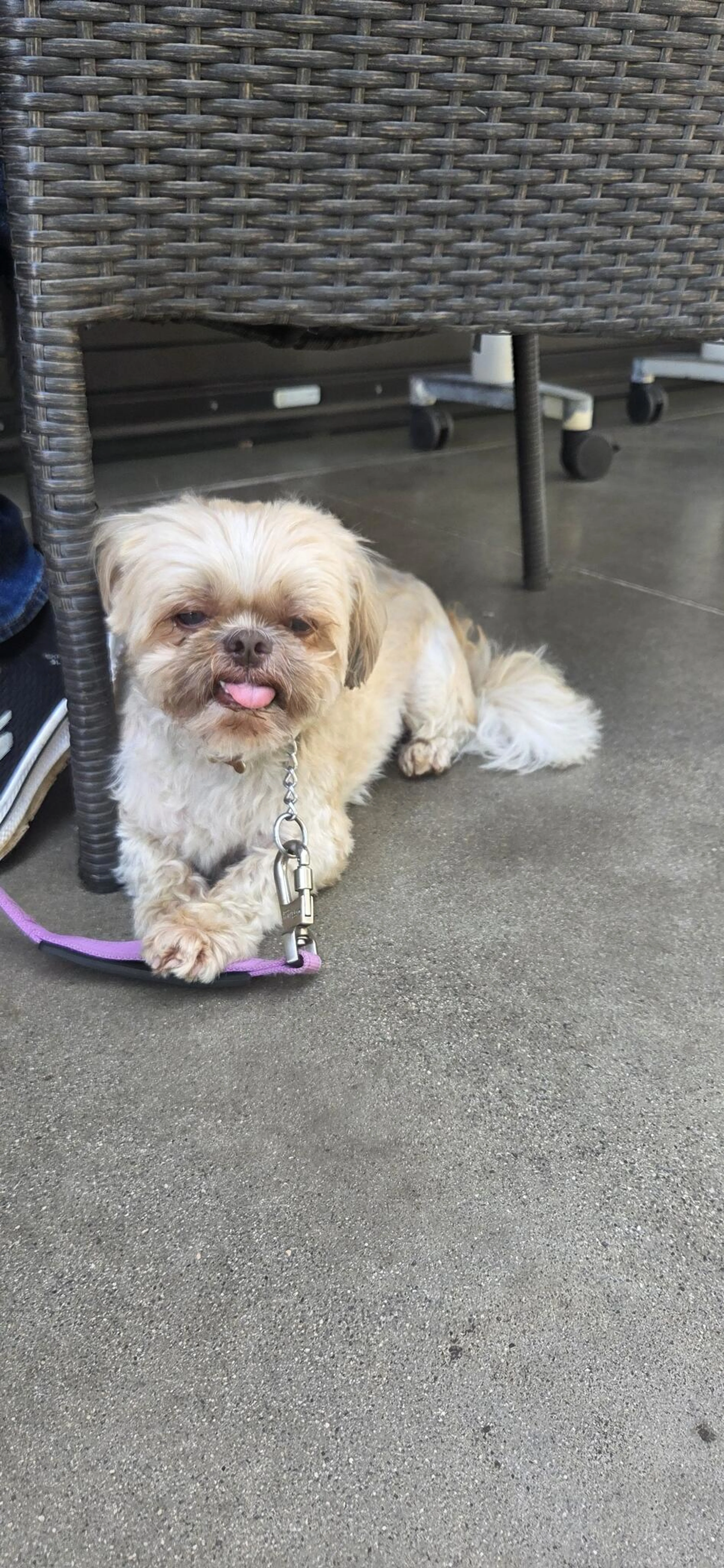 Found pet