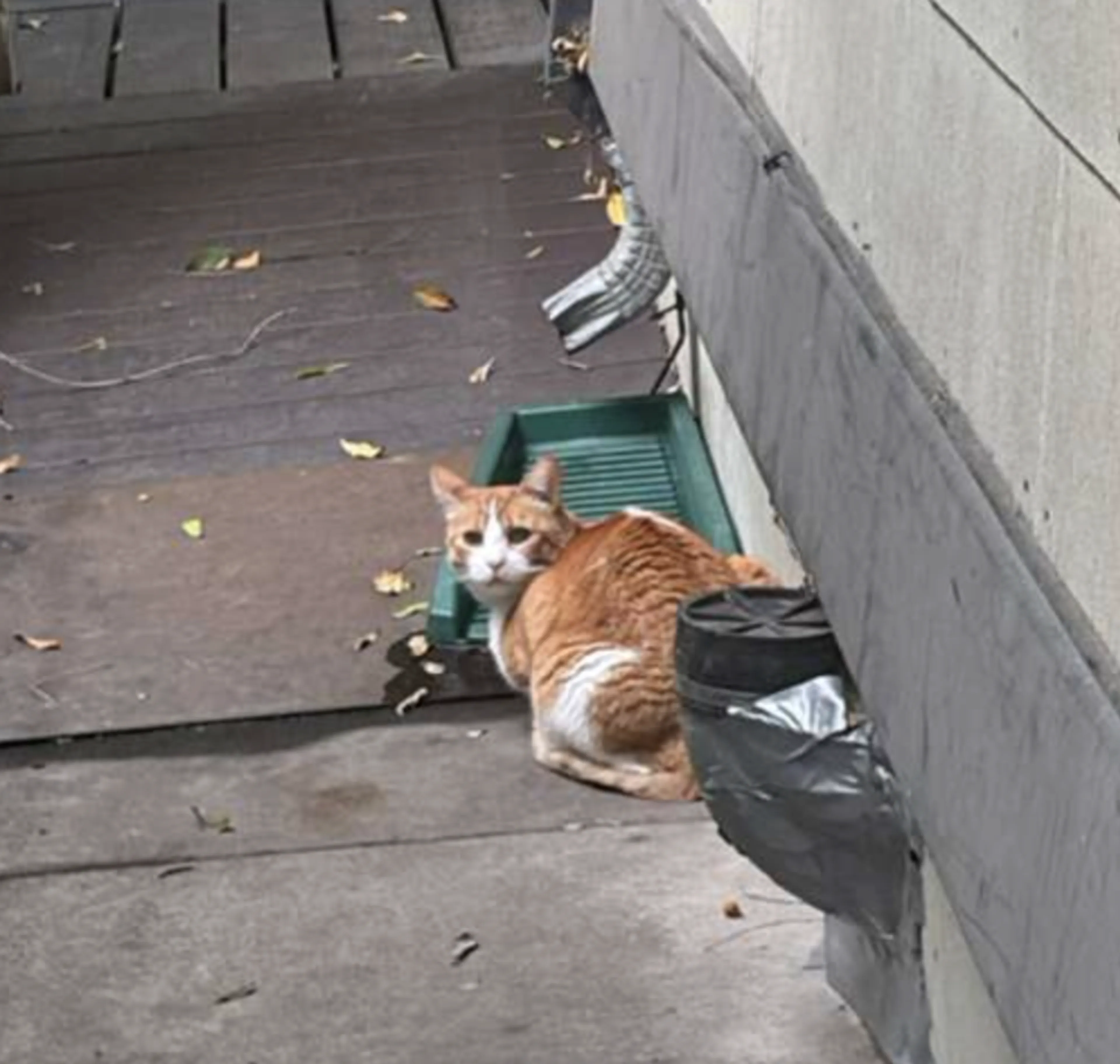 Found pet