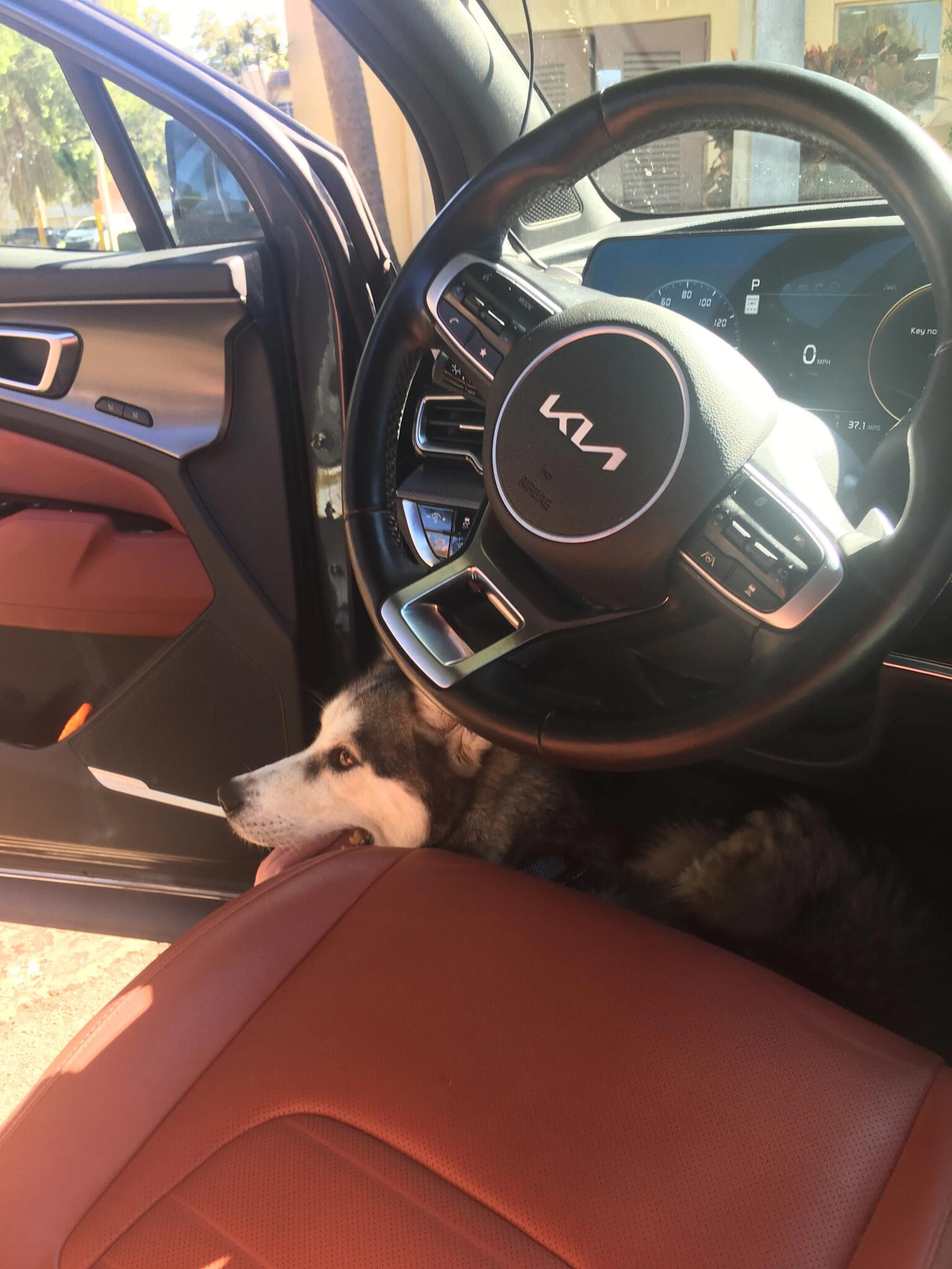 Found pet