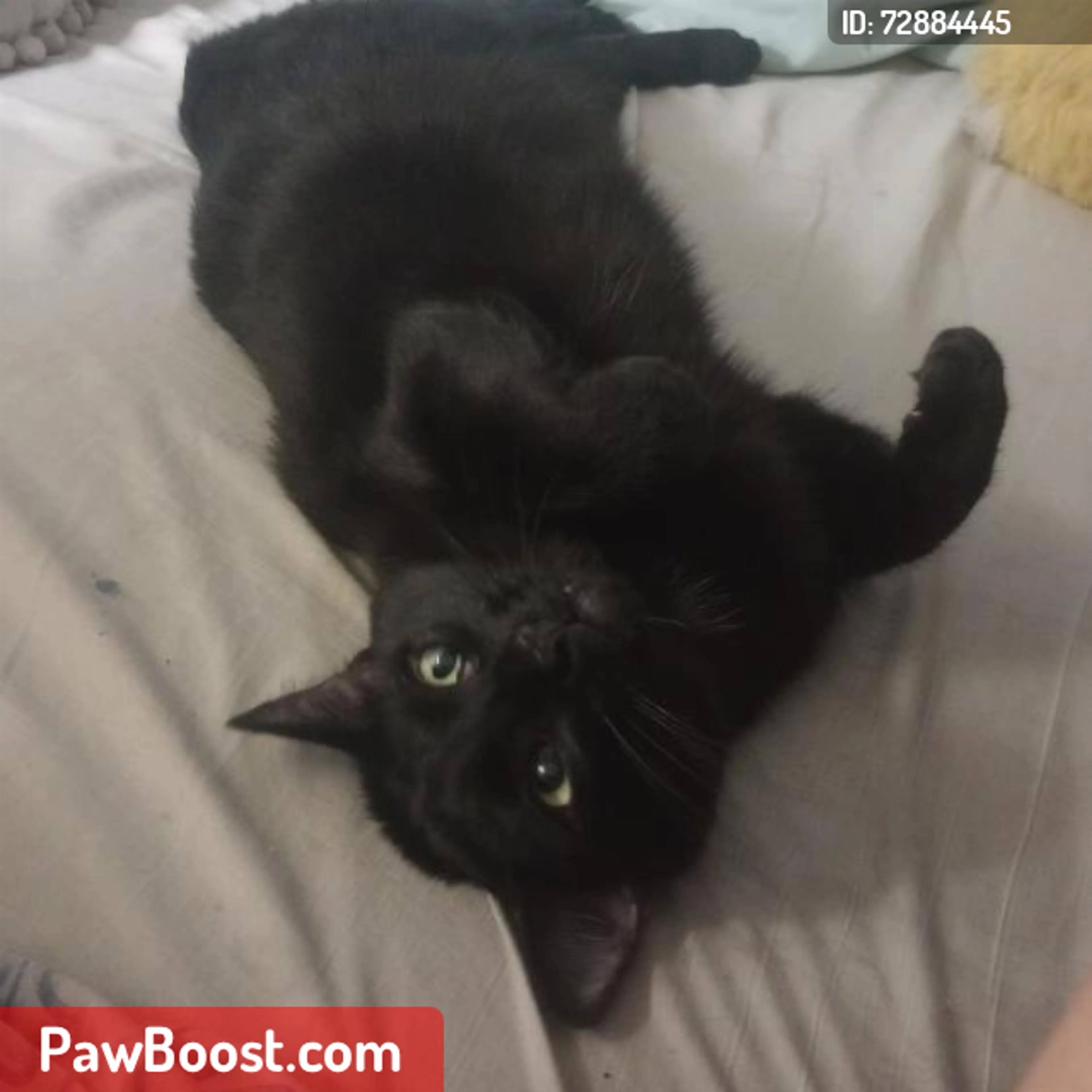 Lost pet
