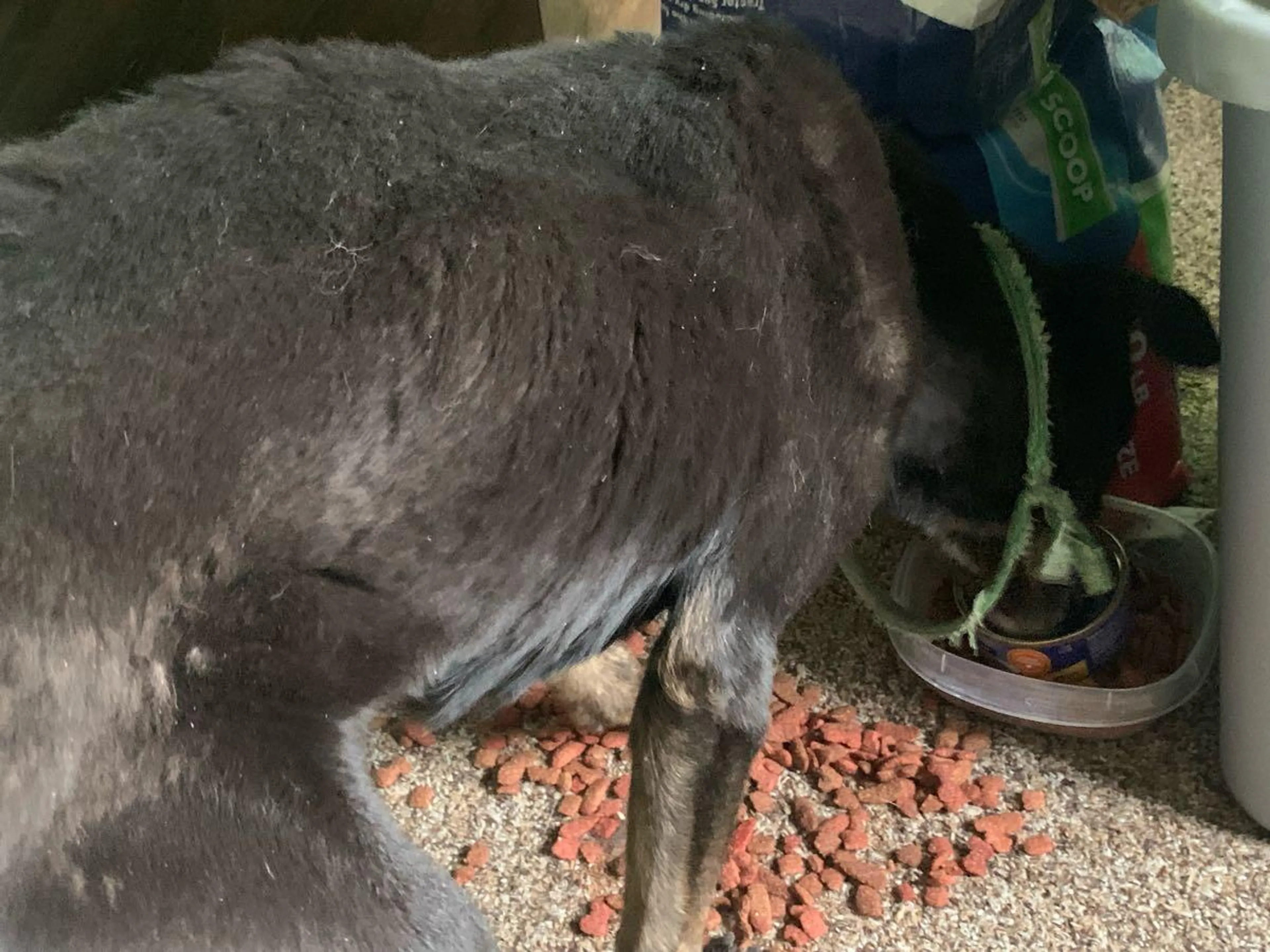 Found pet