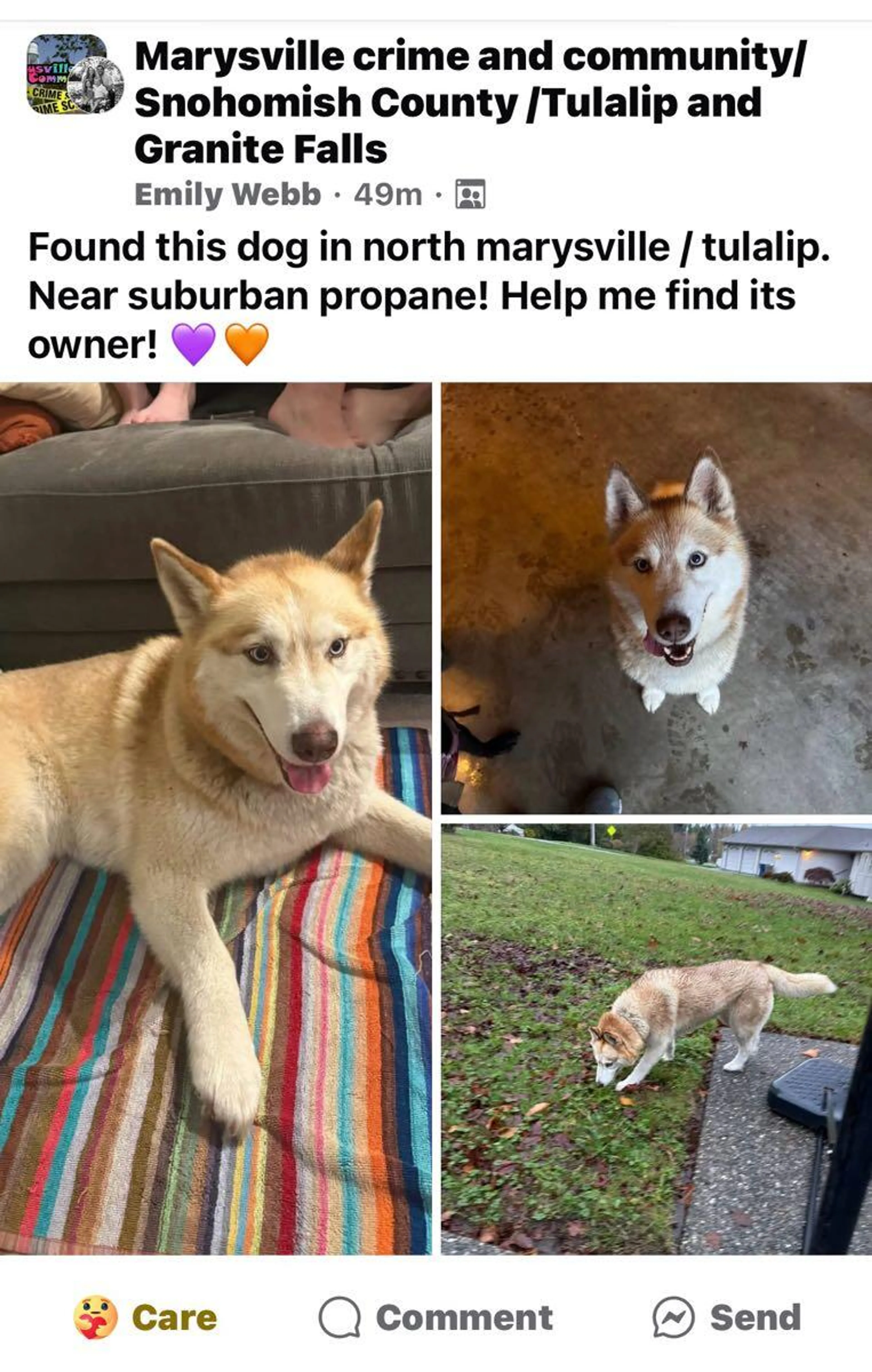 Found pet