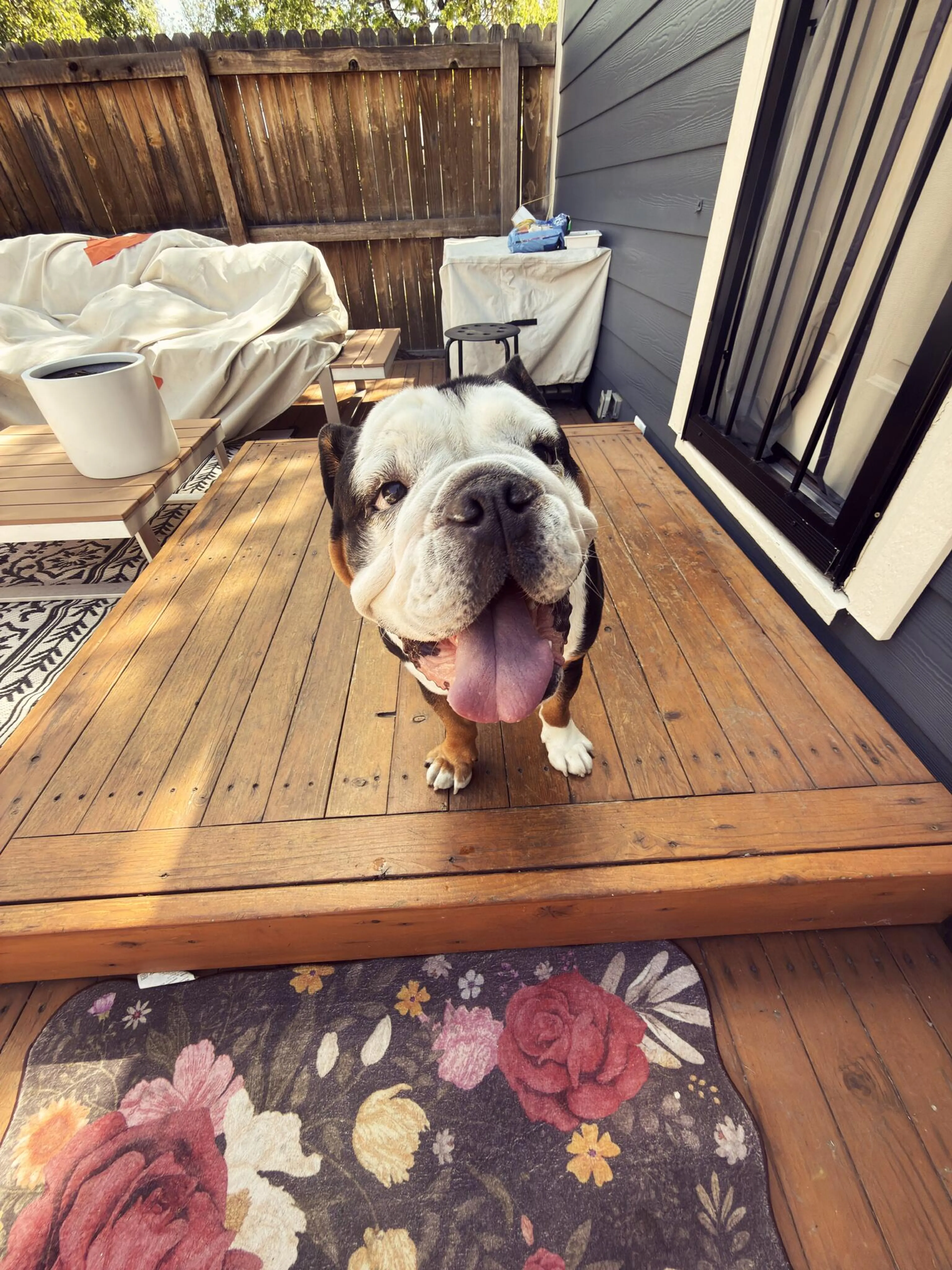 Found pet
