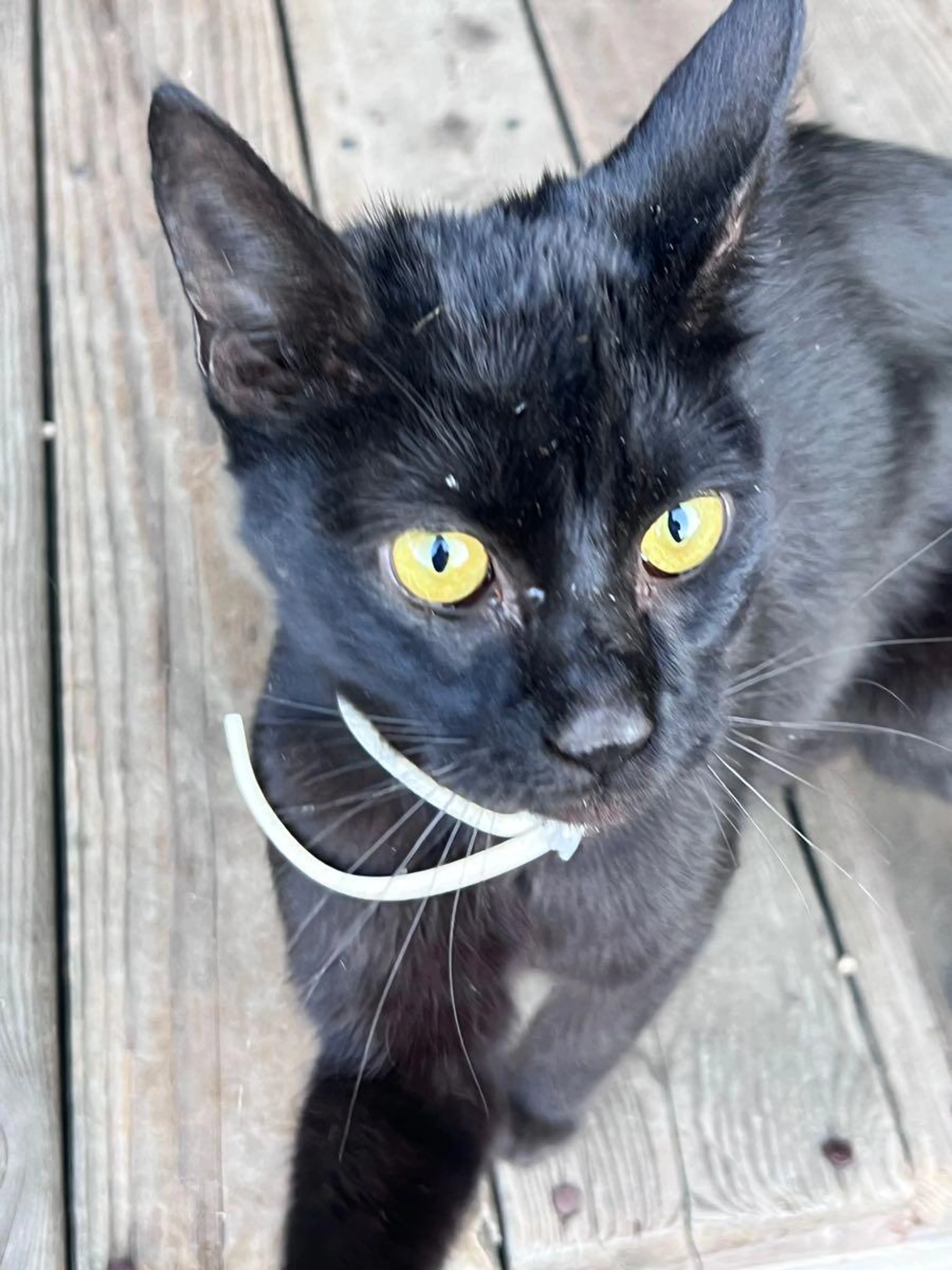 Found pet