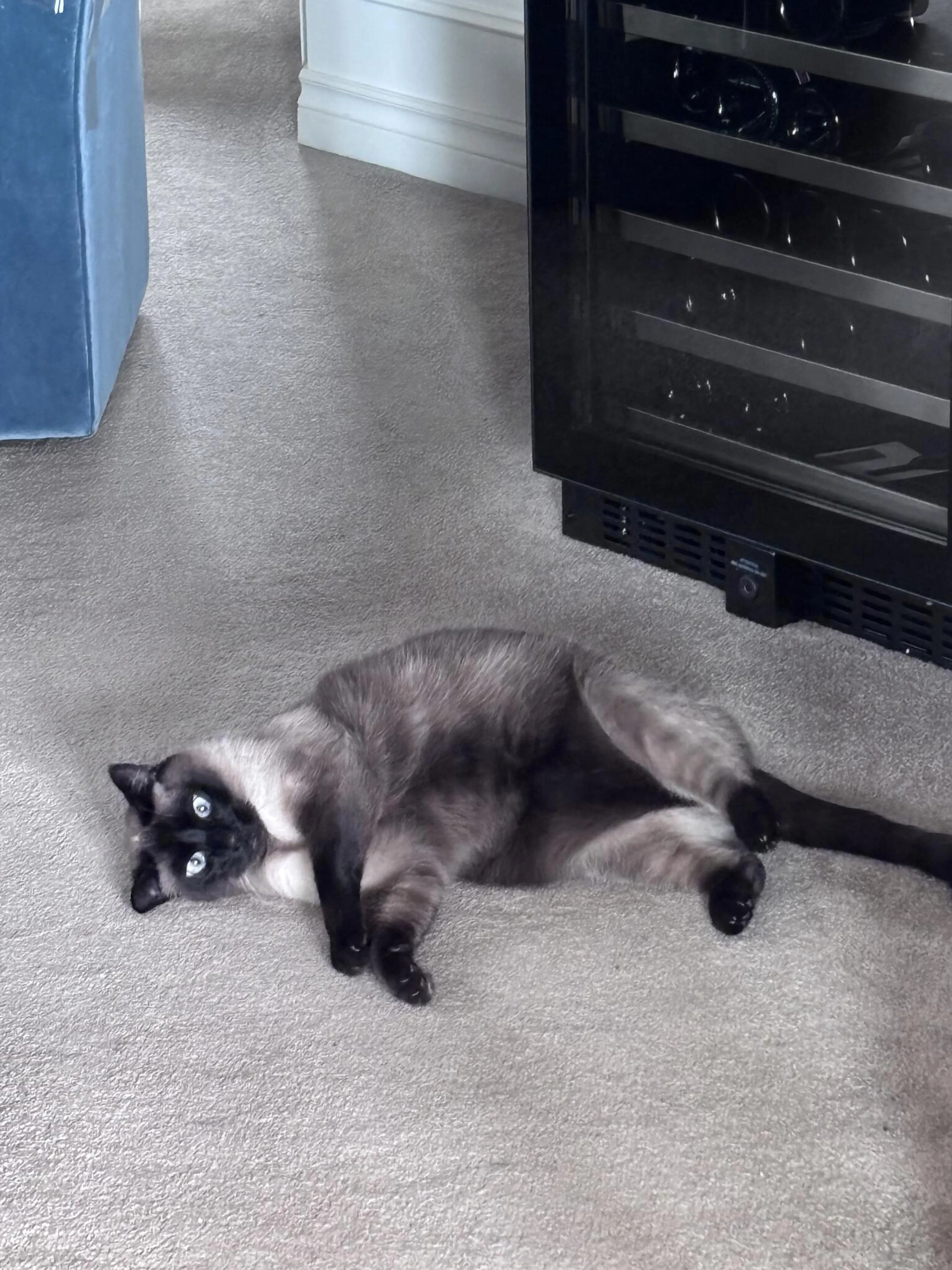 Lost pet