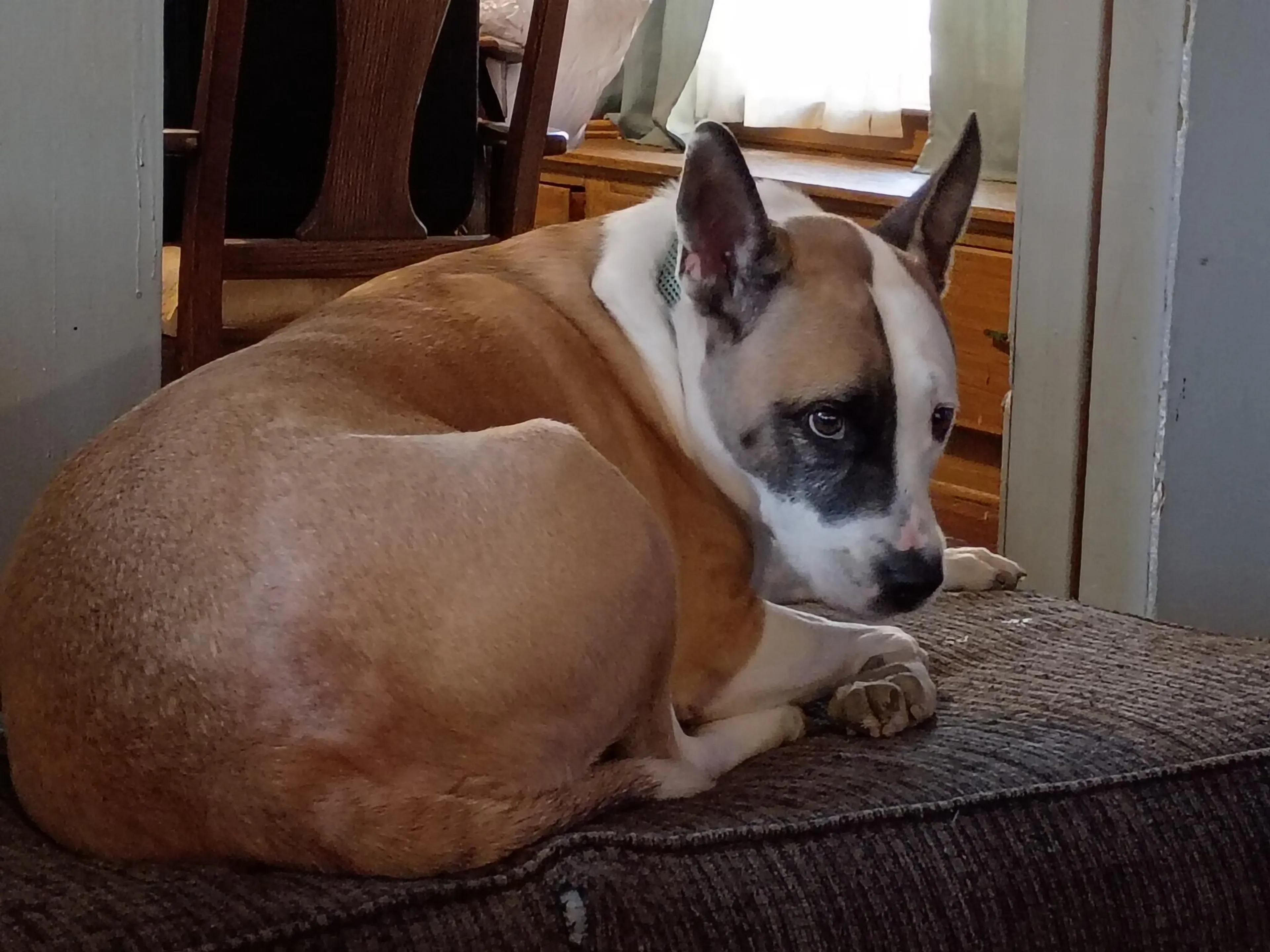 Lost pet