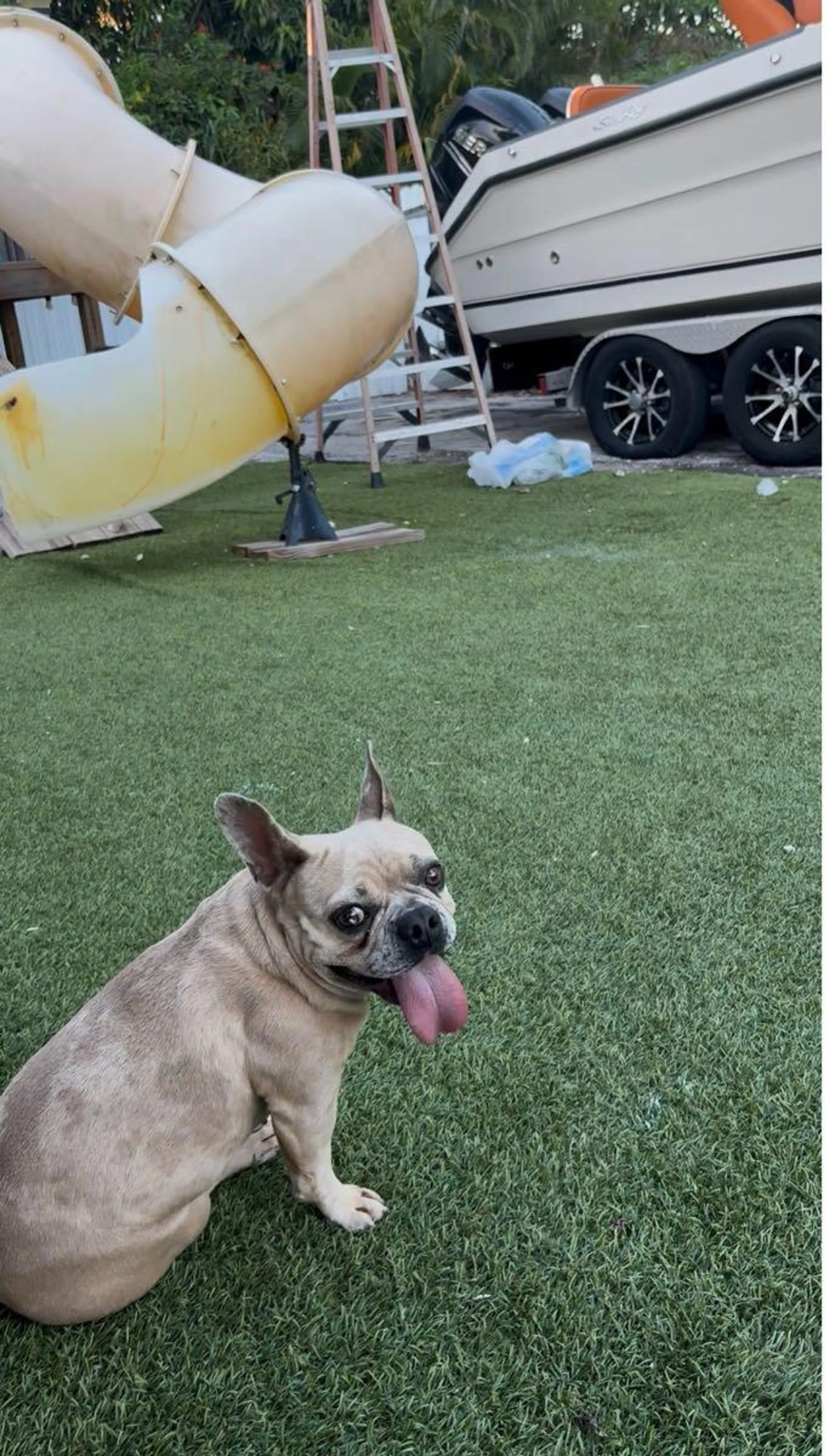 Lost pet