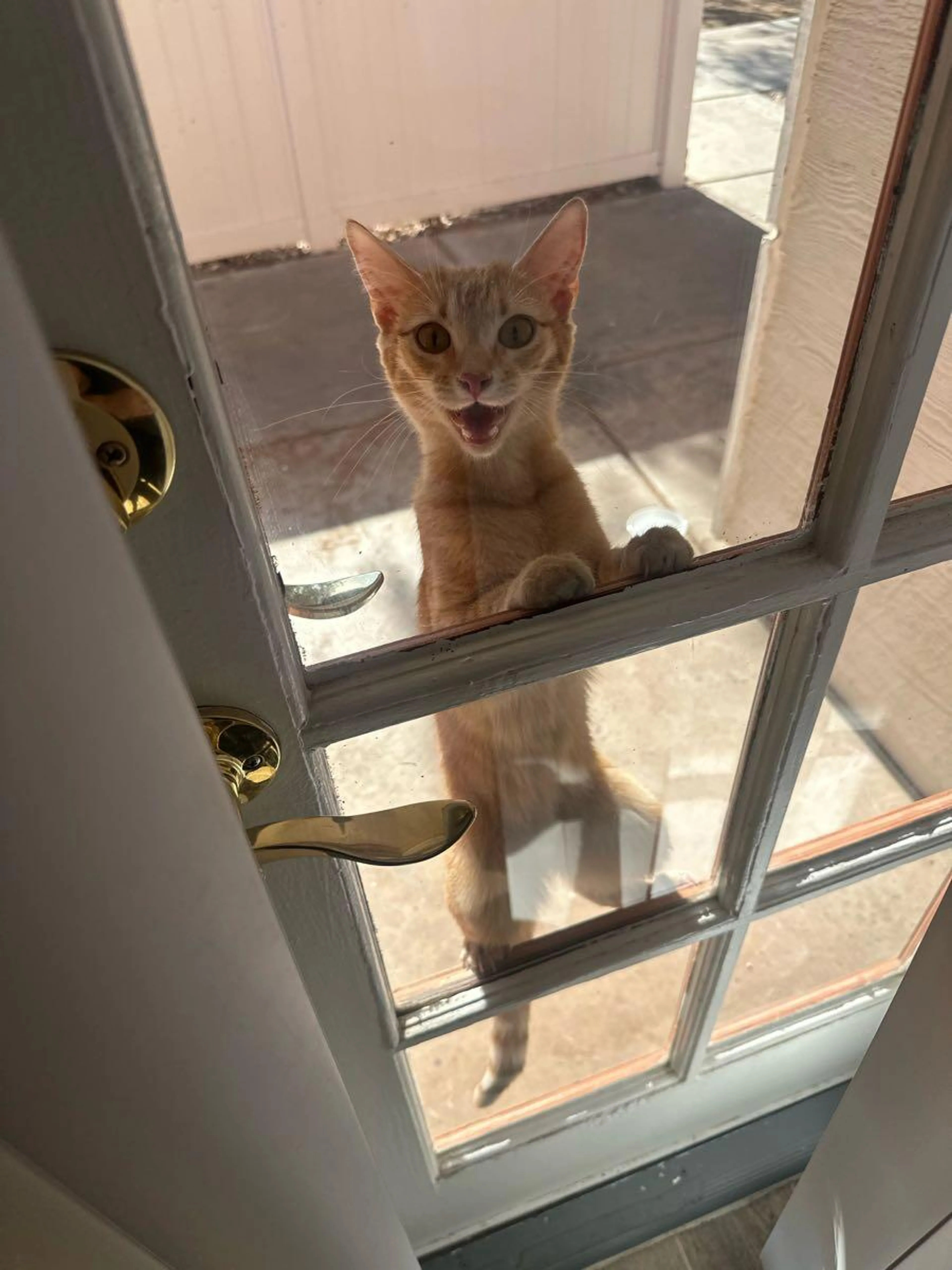 Found pet