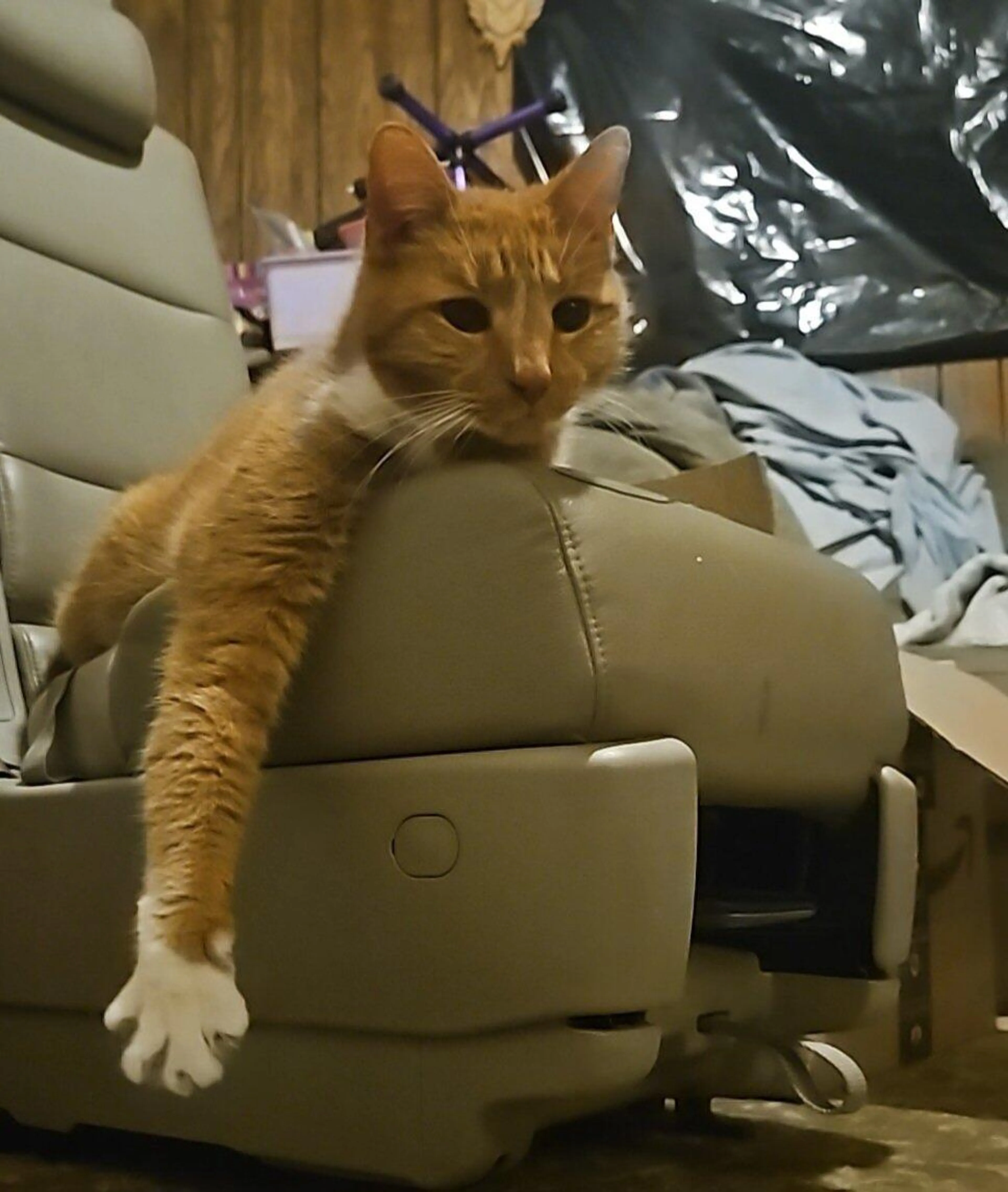 Lost pet