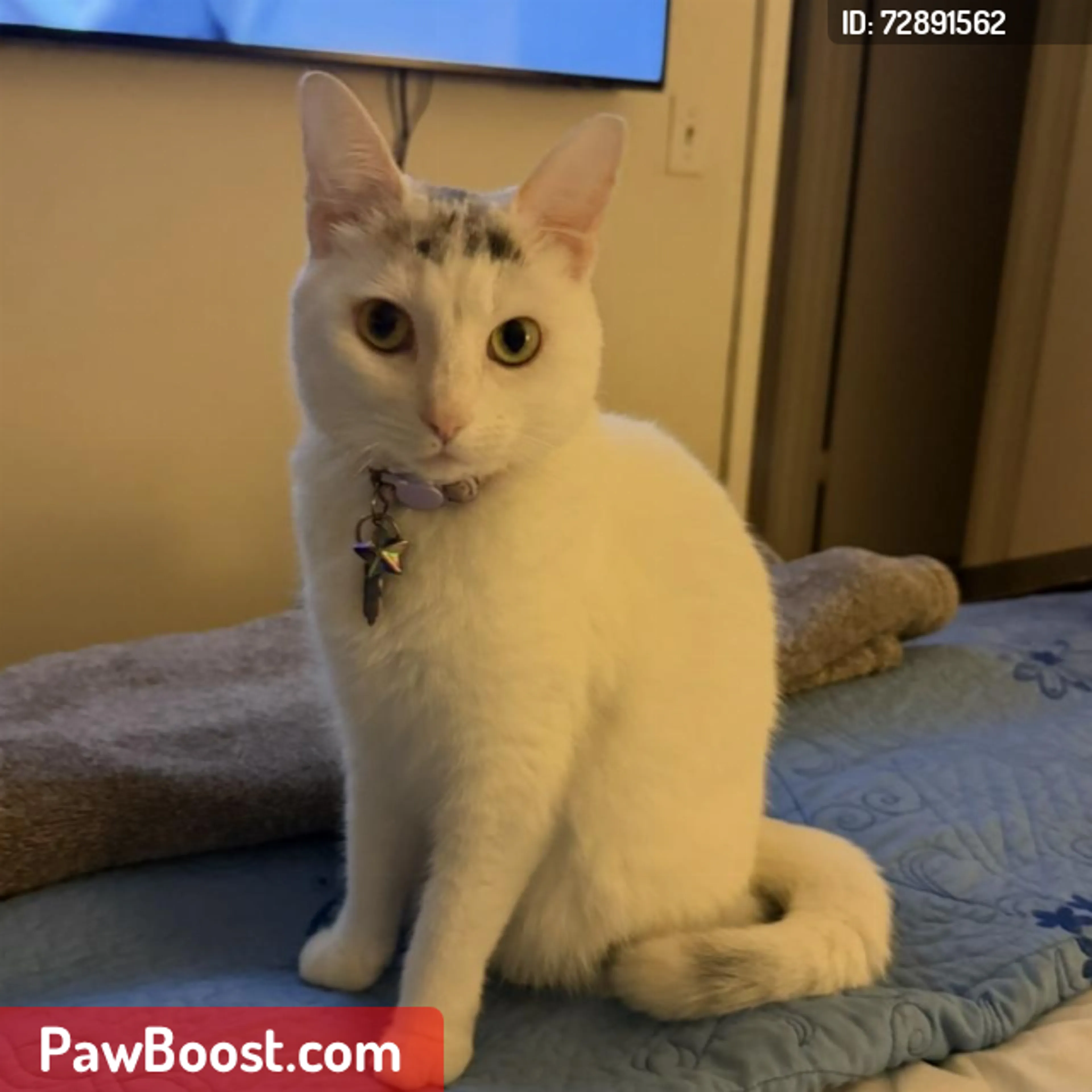 Lost pet