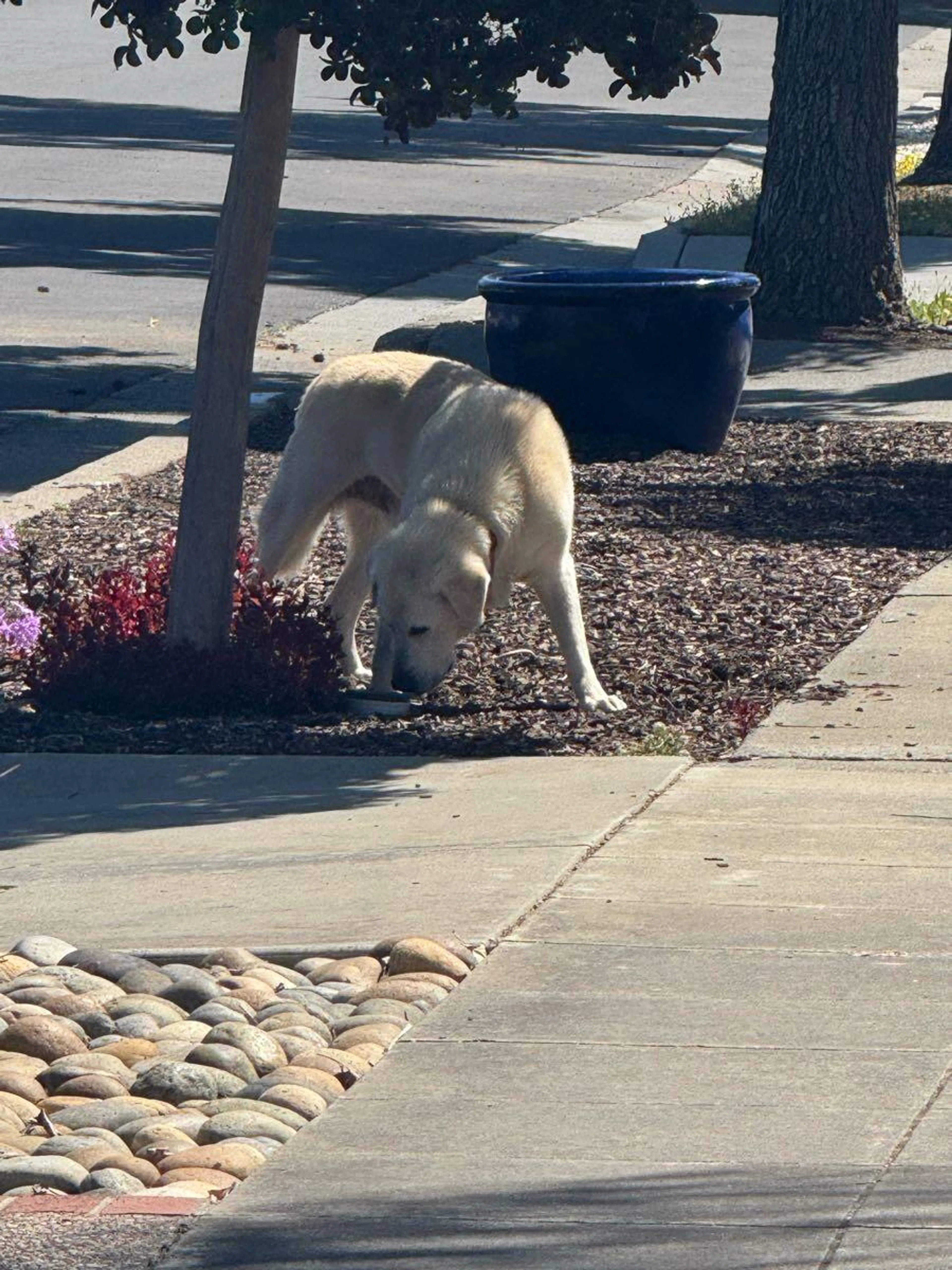 Found pet