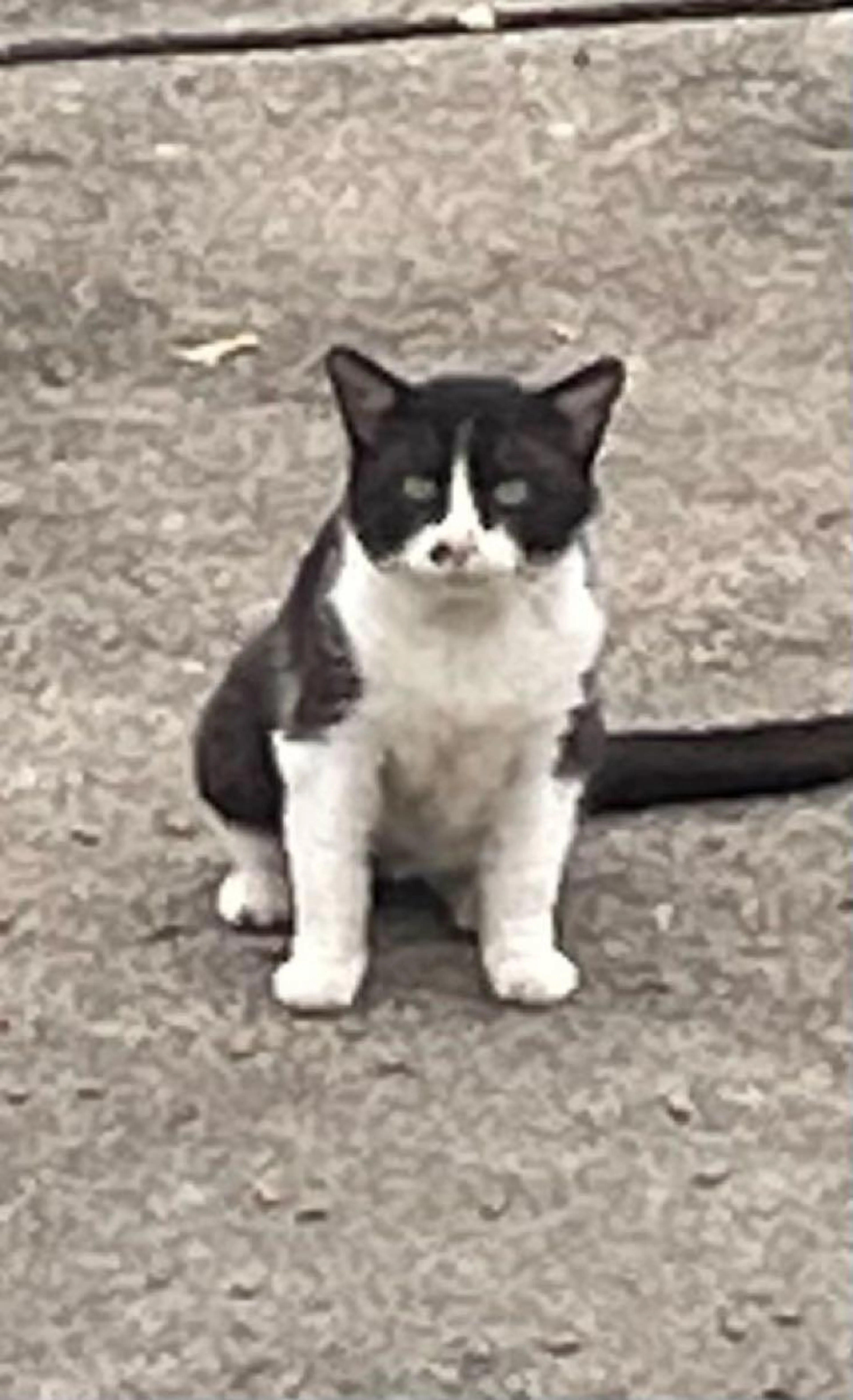 Found pet