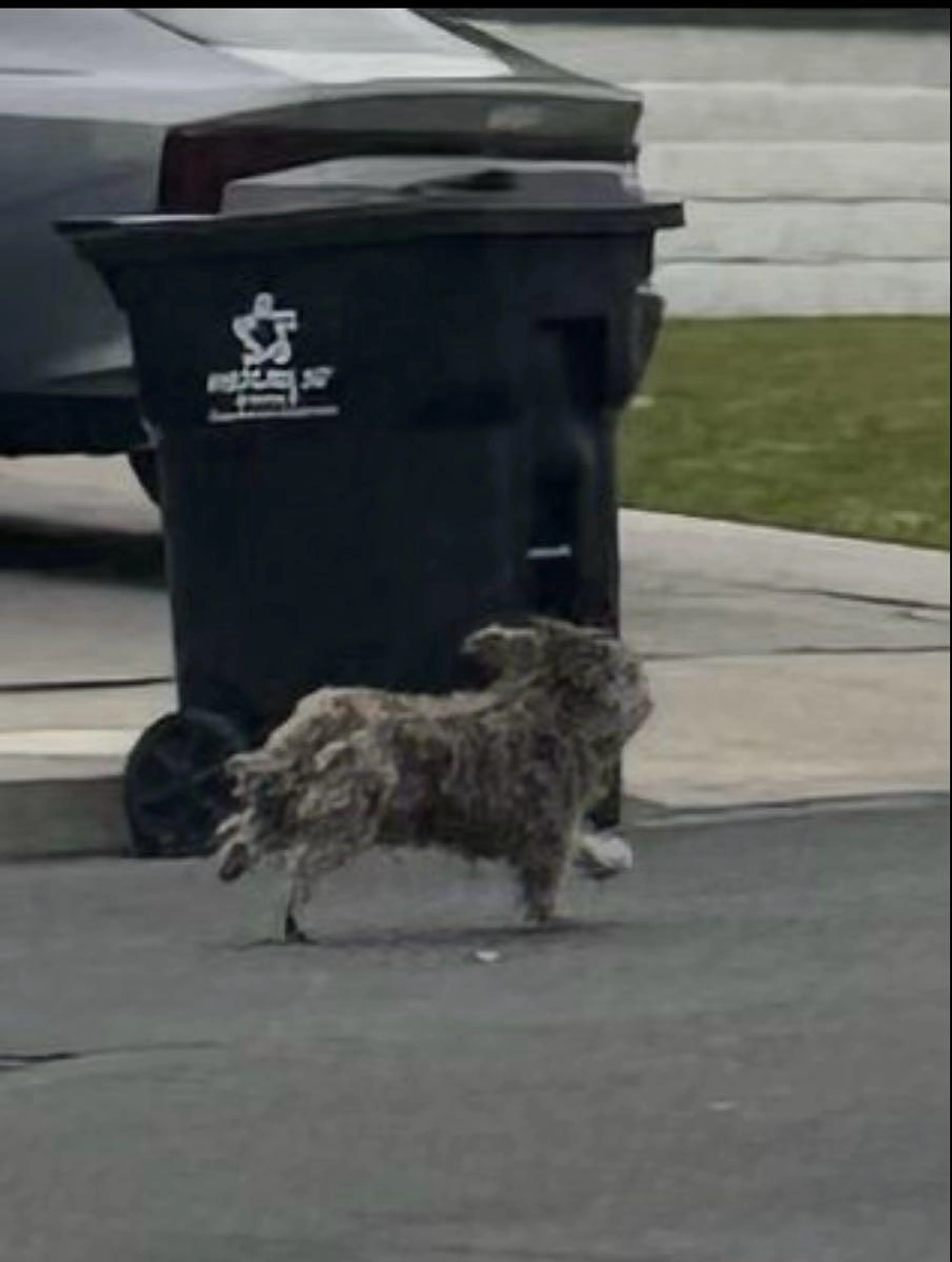 Found pet