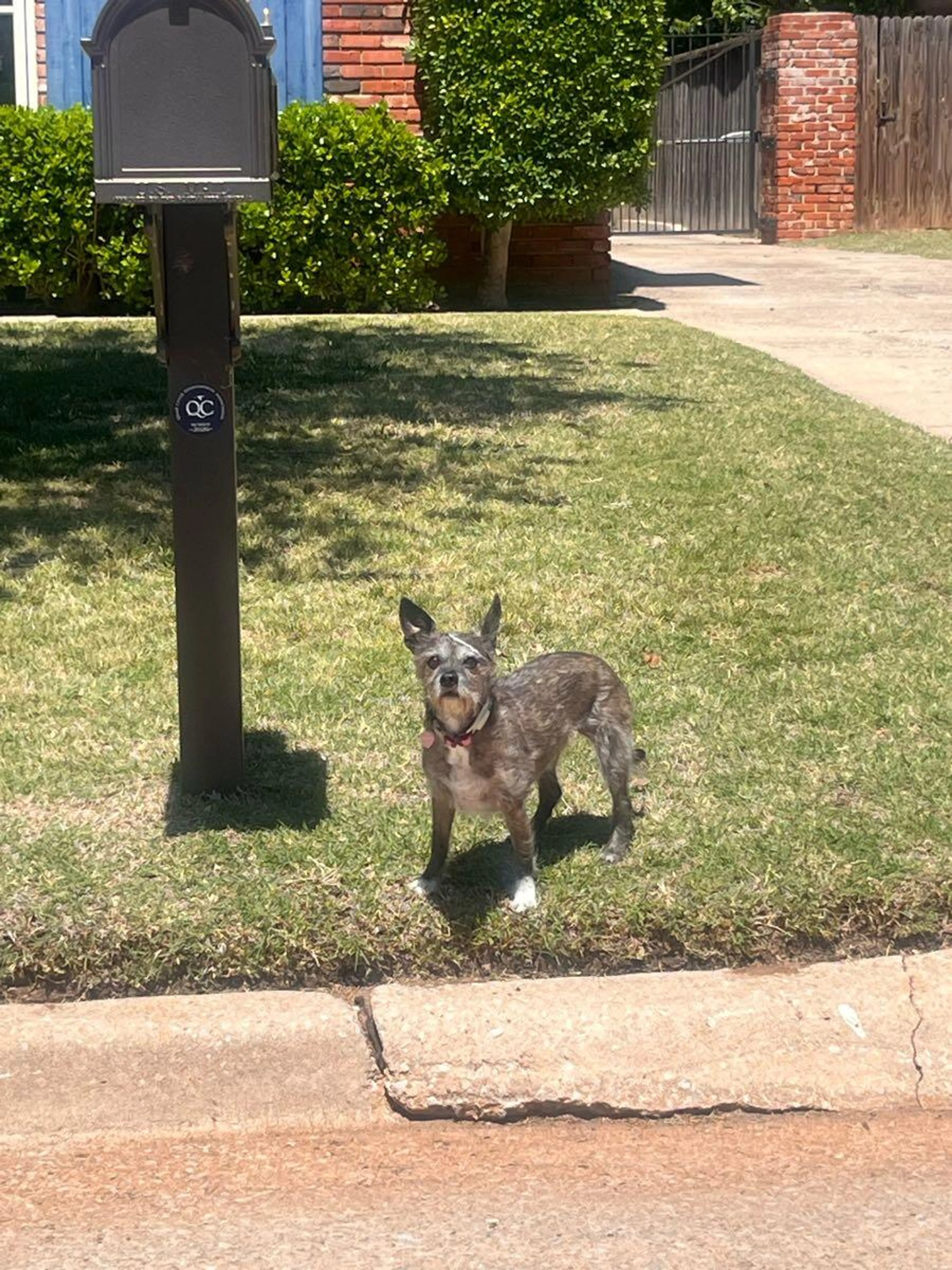 Lost pet