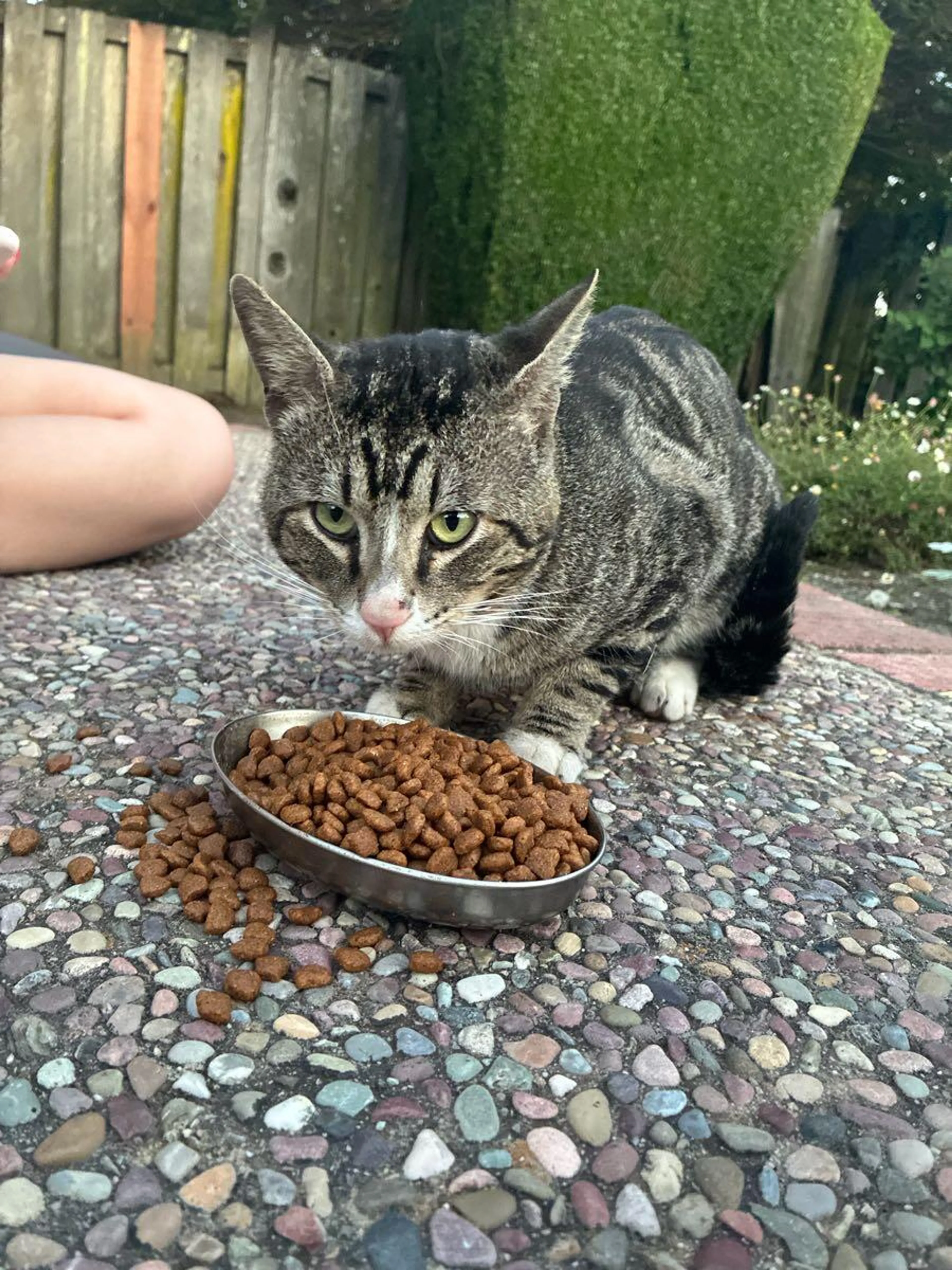 Found pet