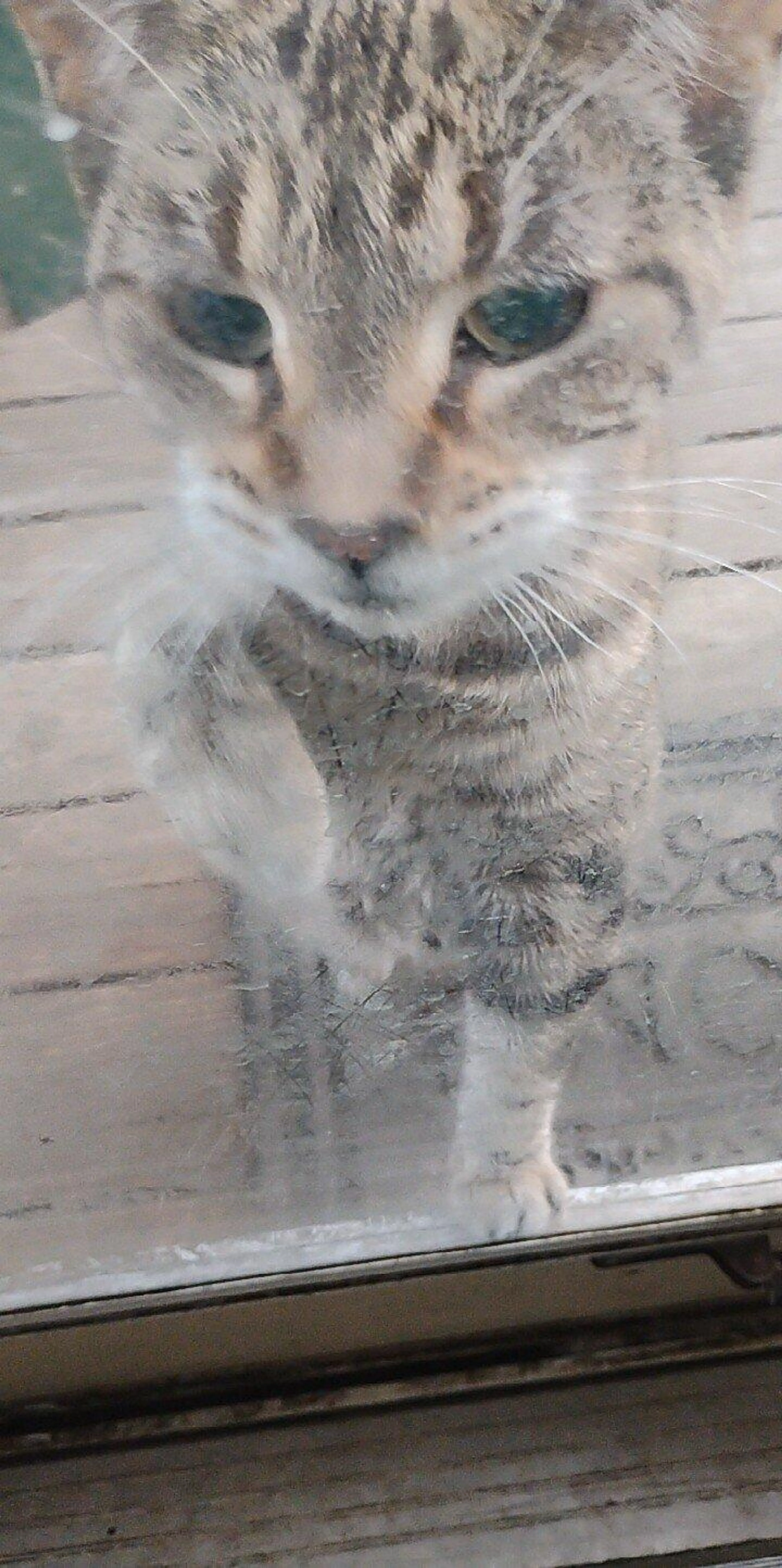 Found pet