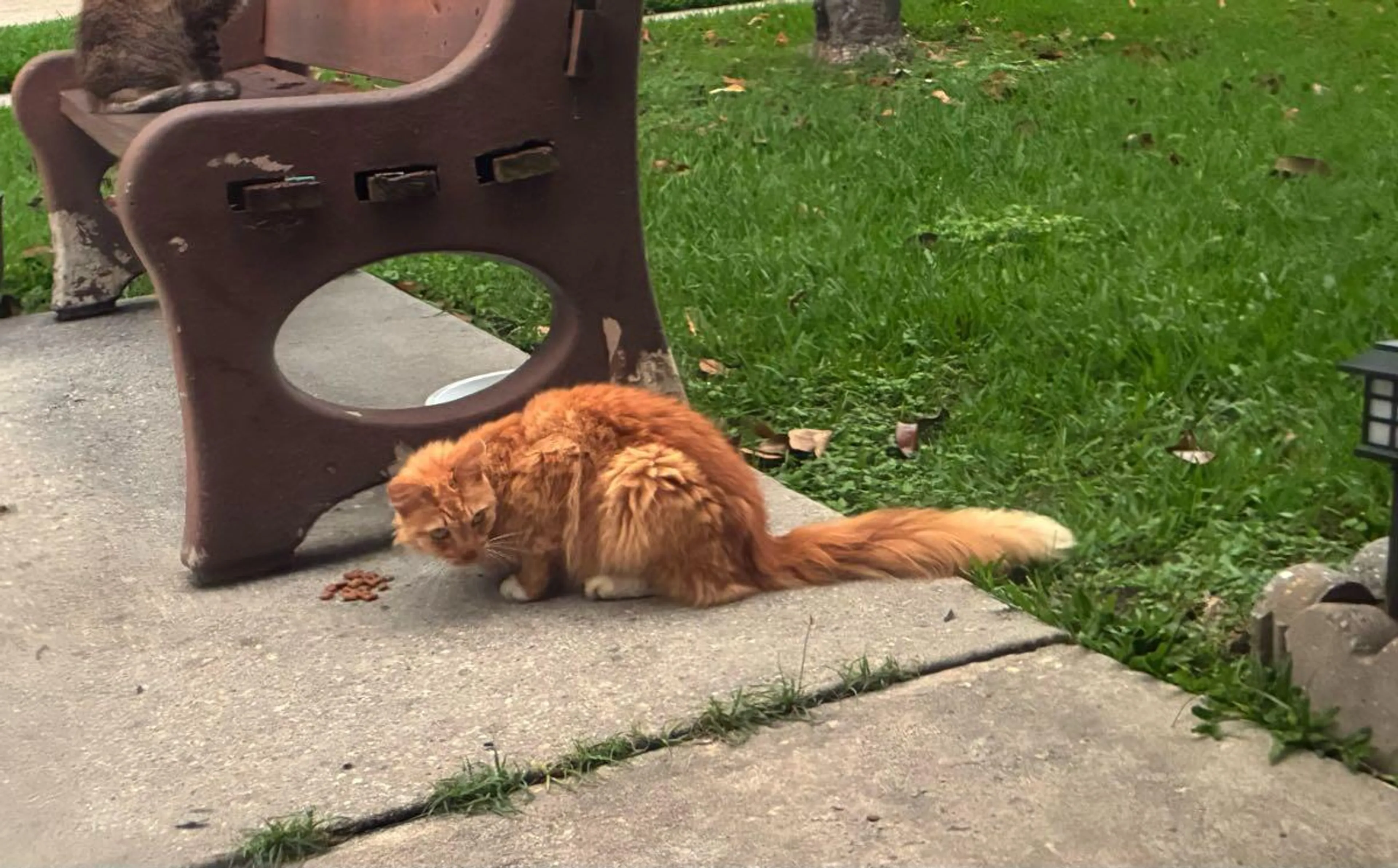 Found pet