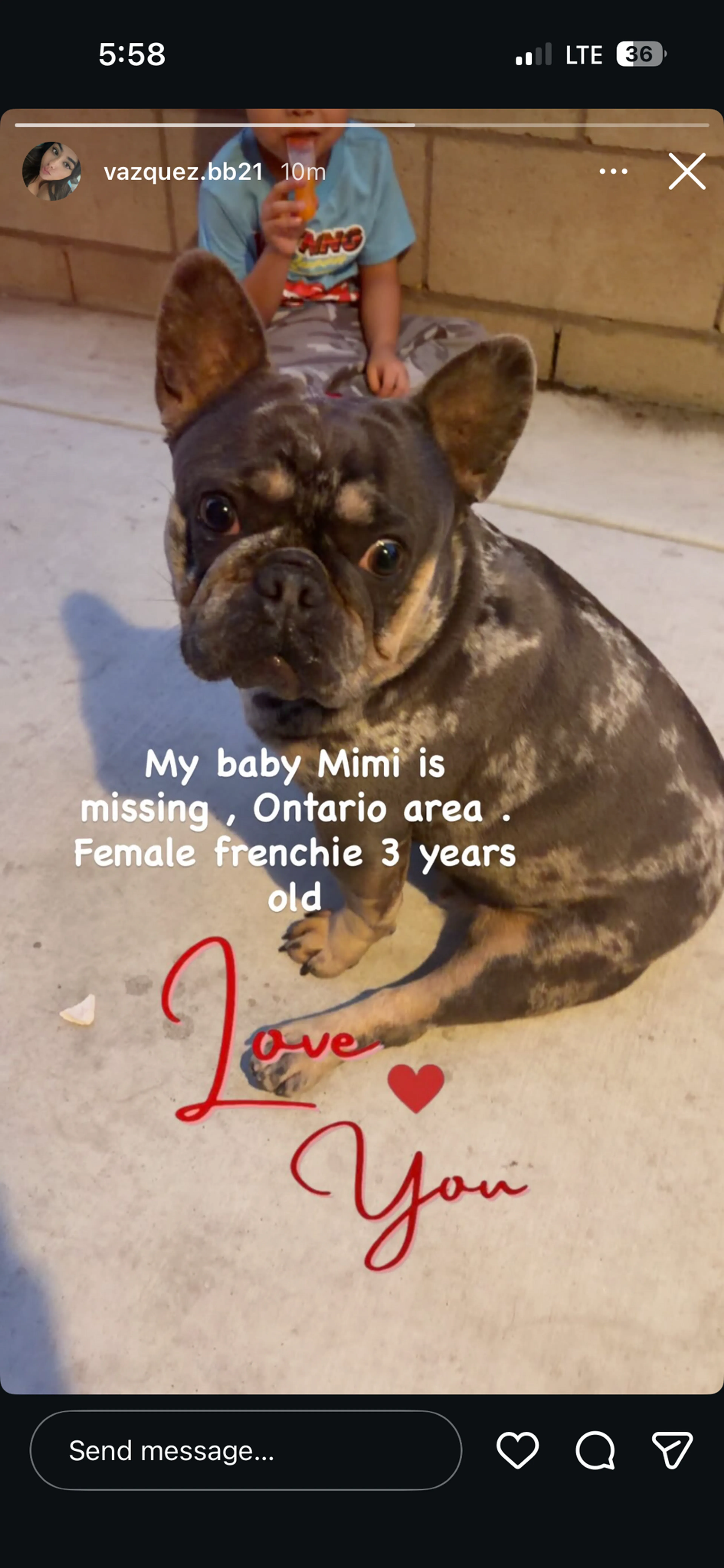 Lost pet