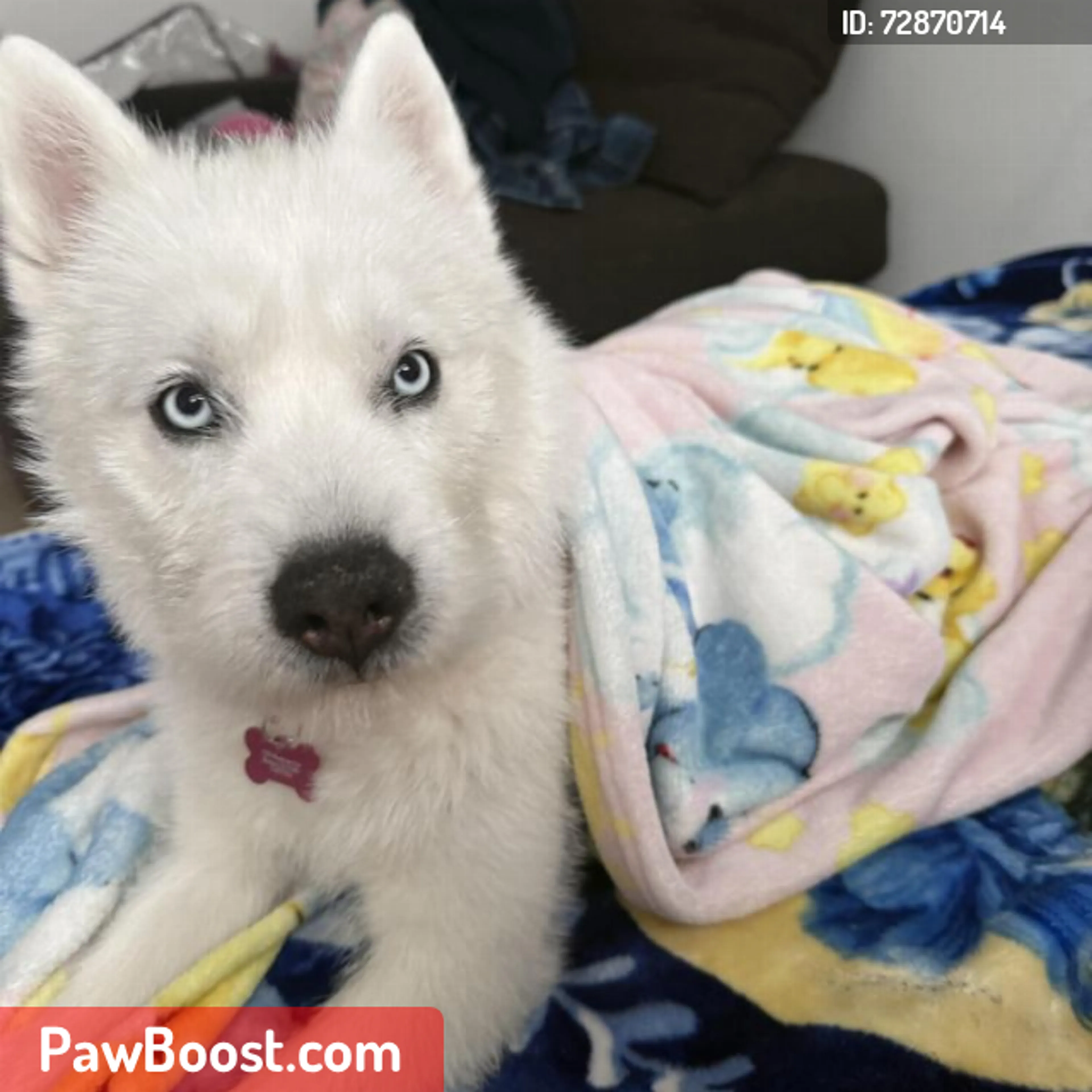 Lost pet