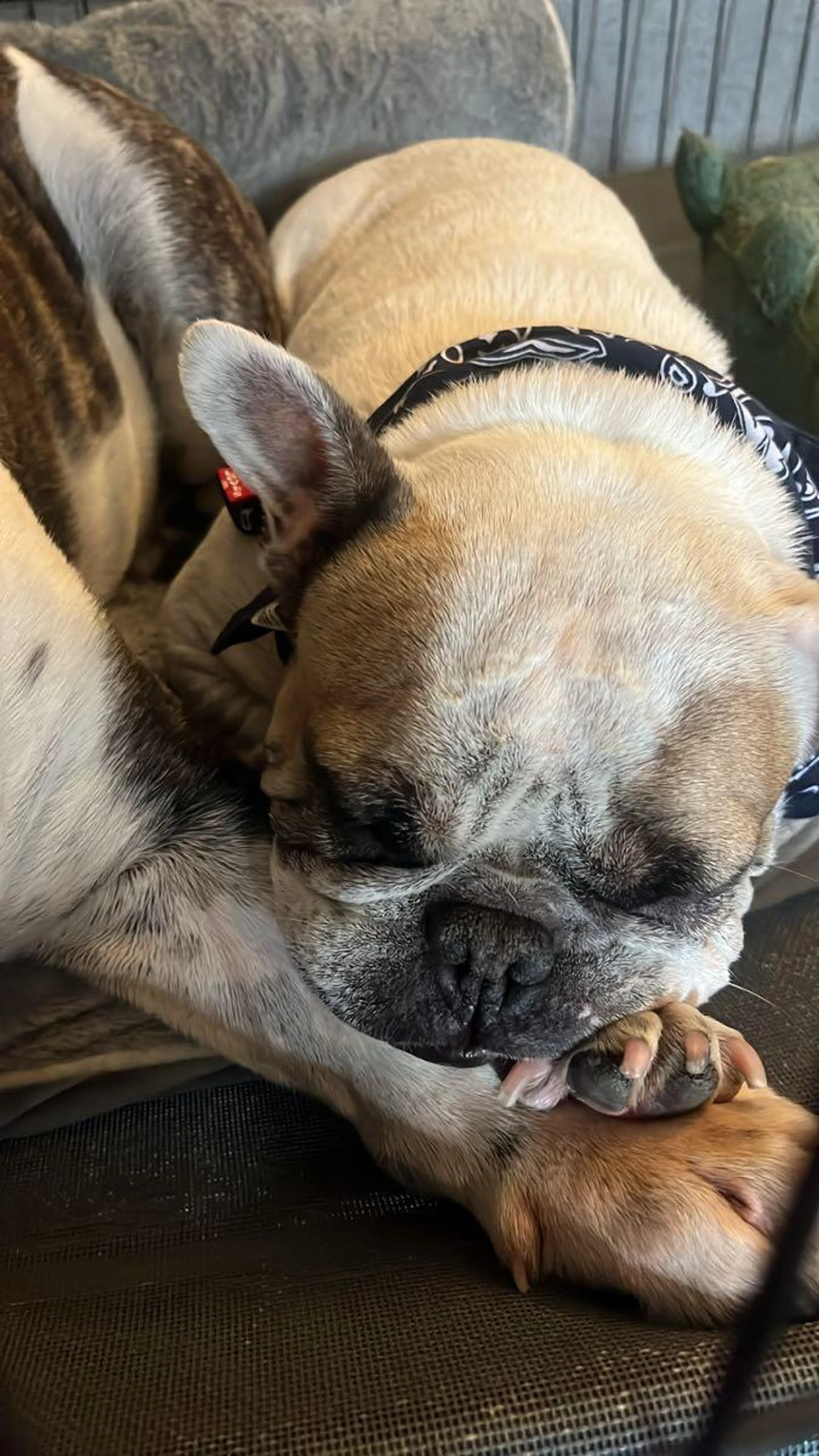 Lost pet
