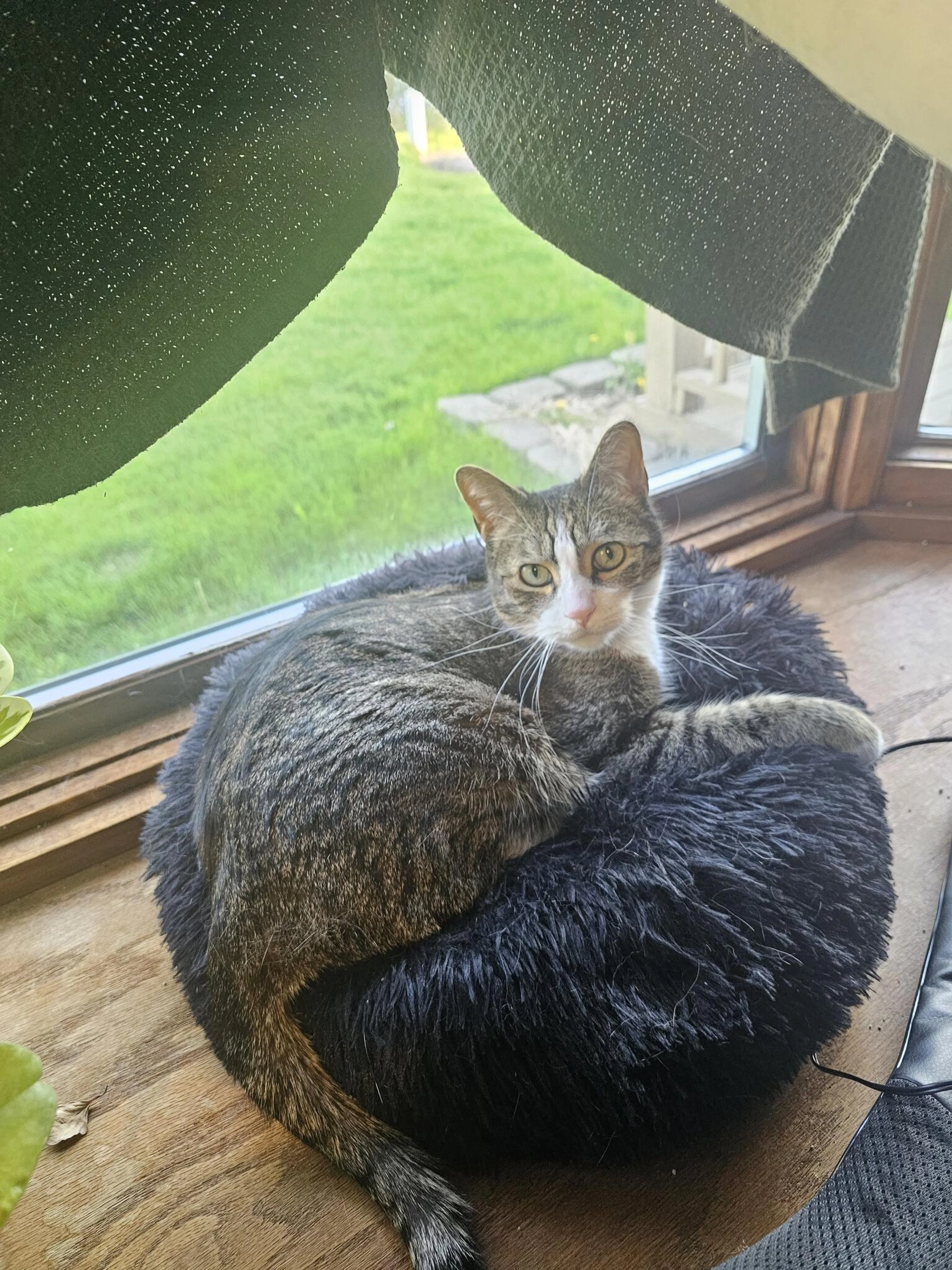 Lost pet