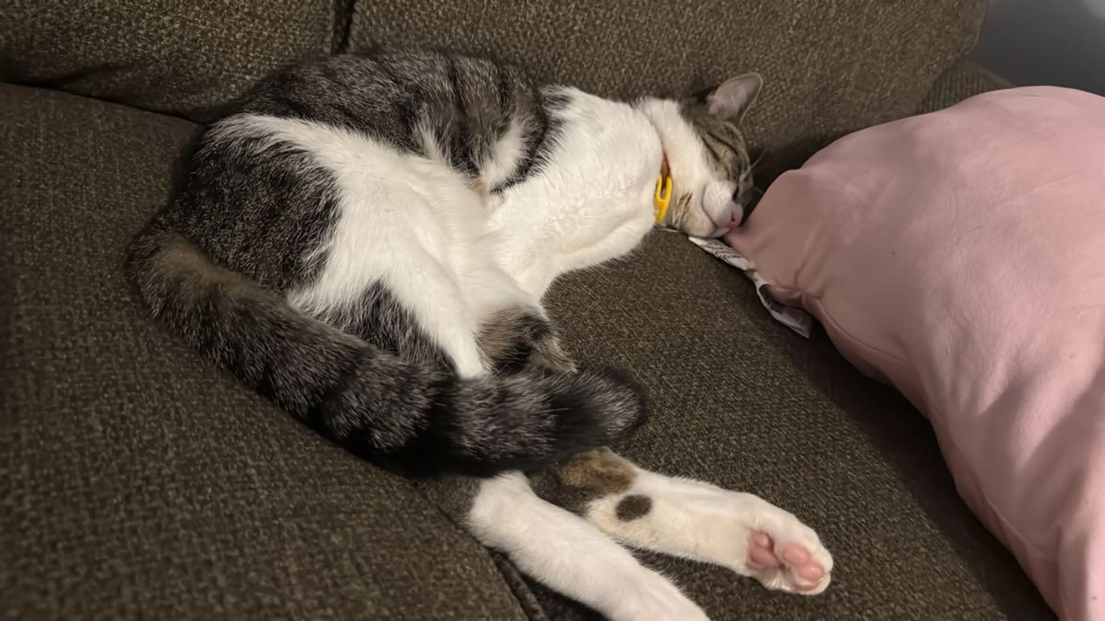 Lost pet