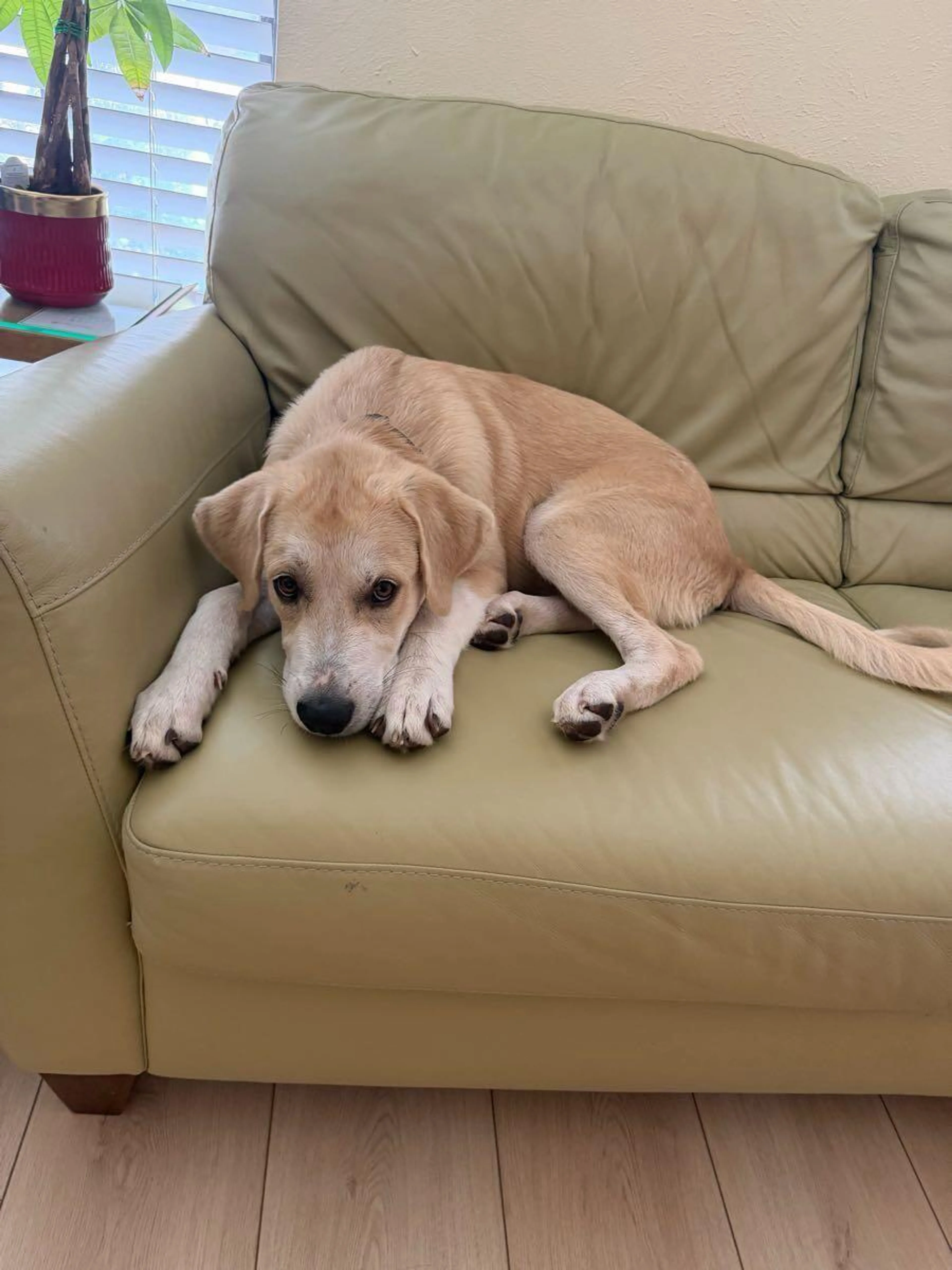 cdn image
