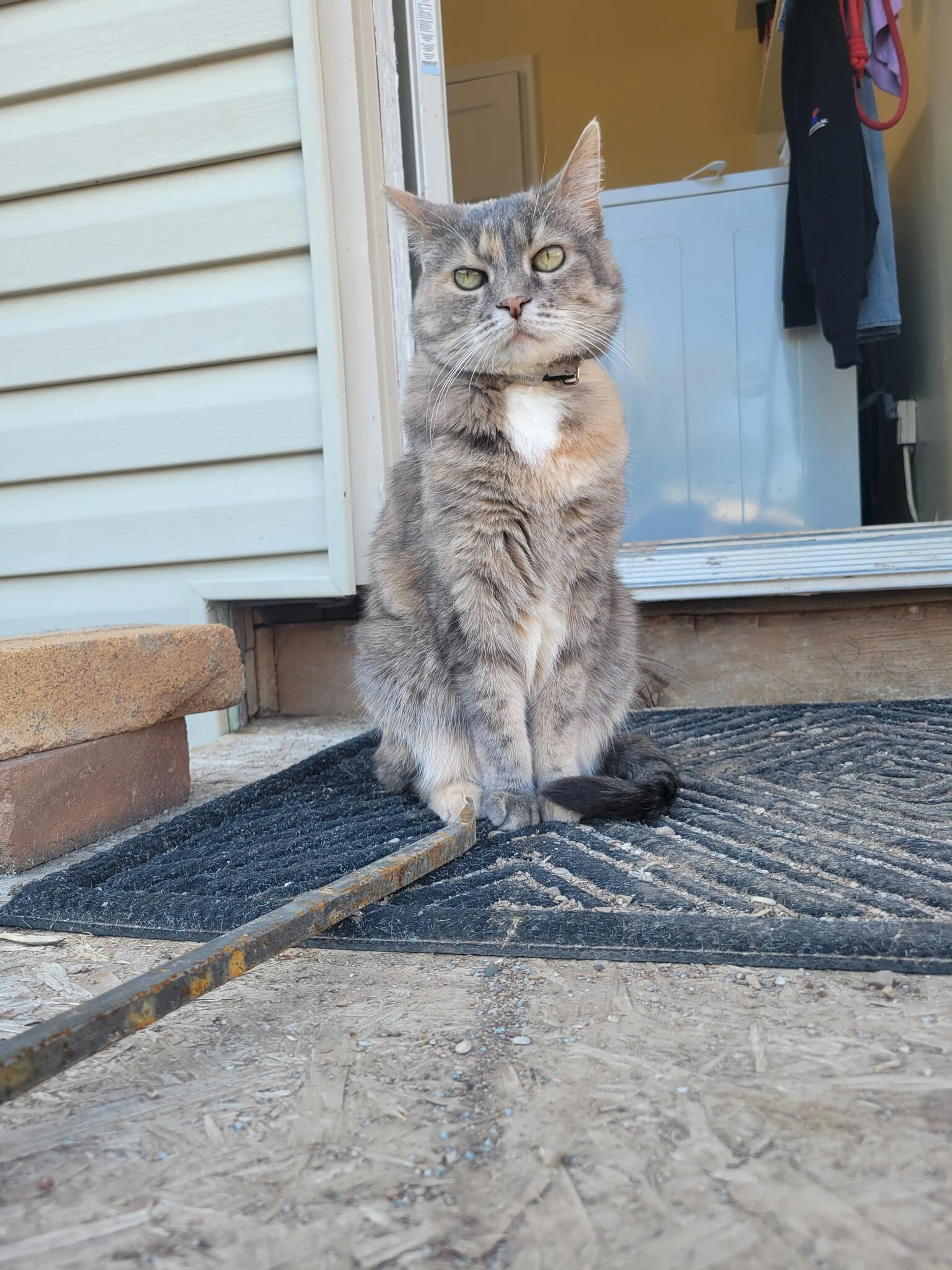 Lost pet