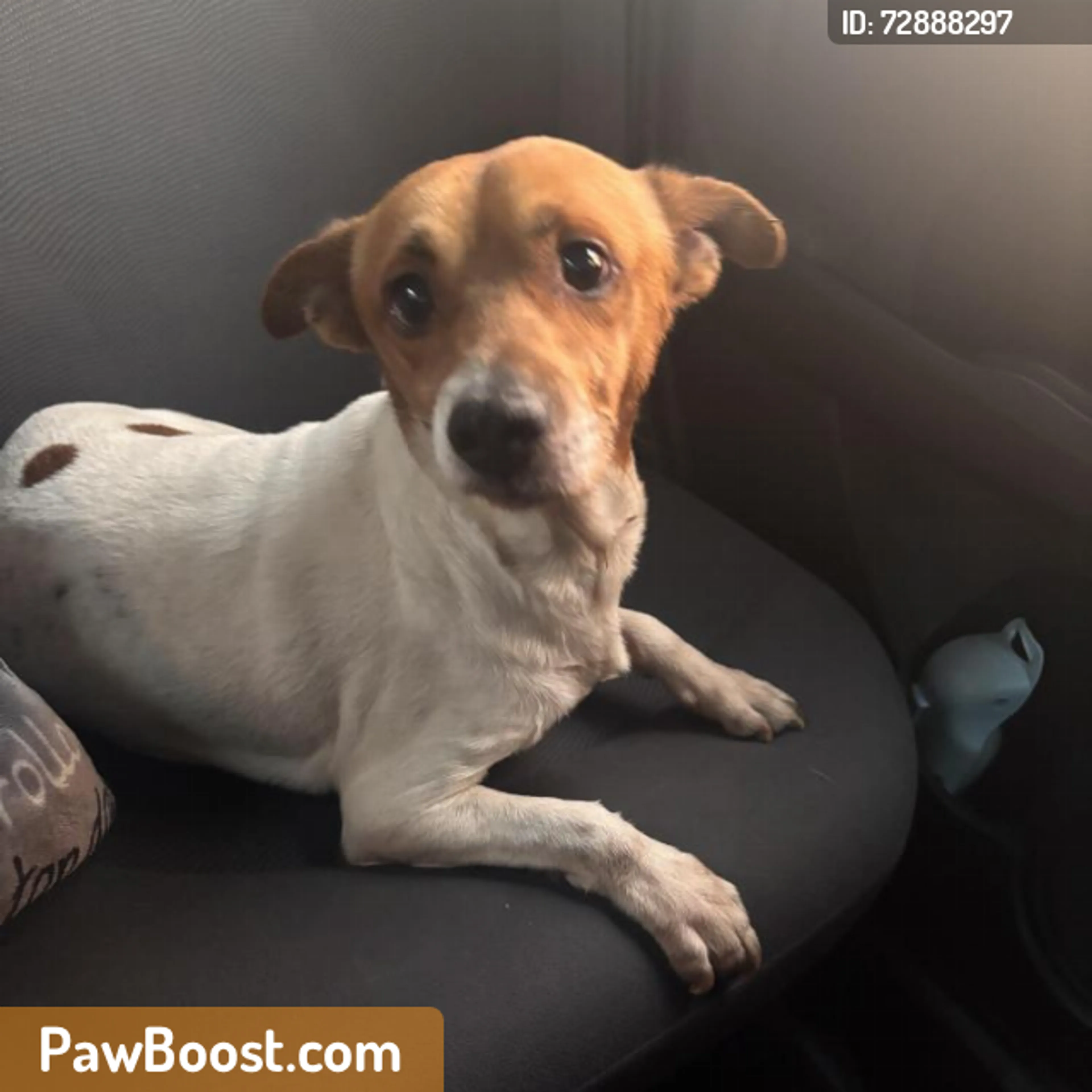 Found pet