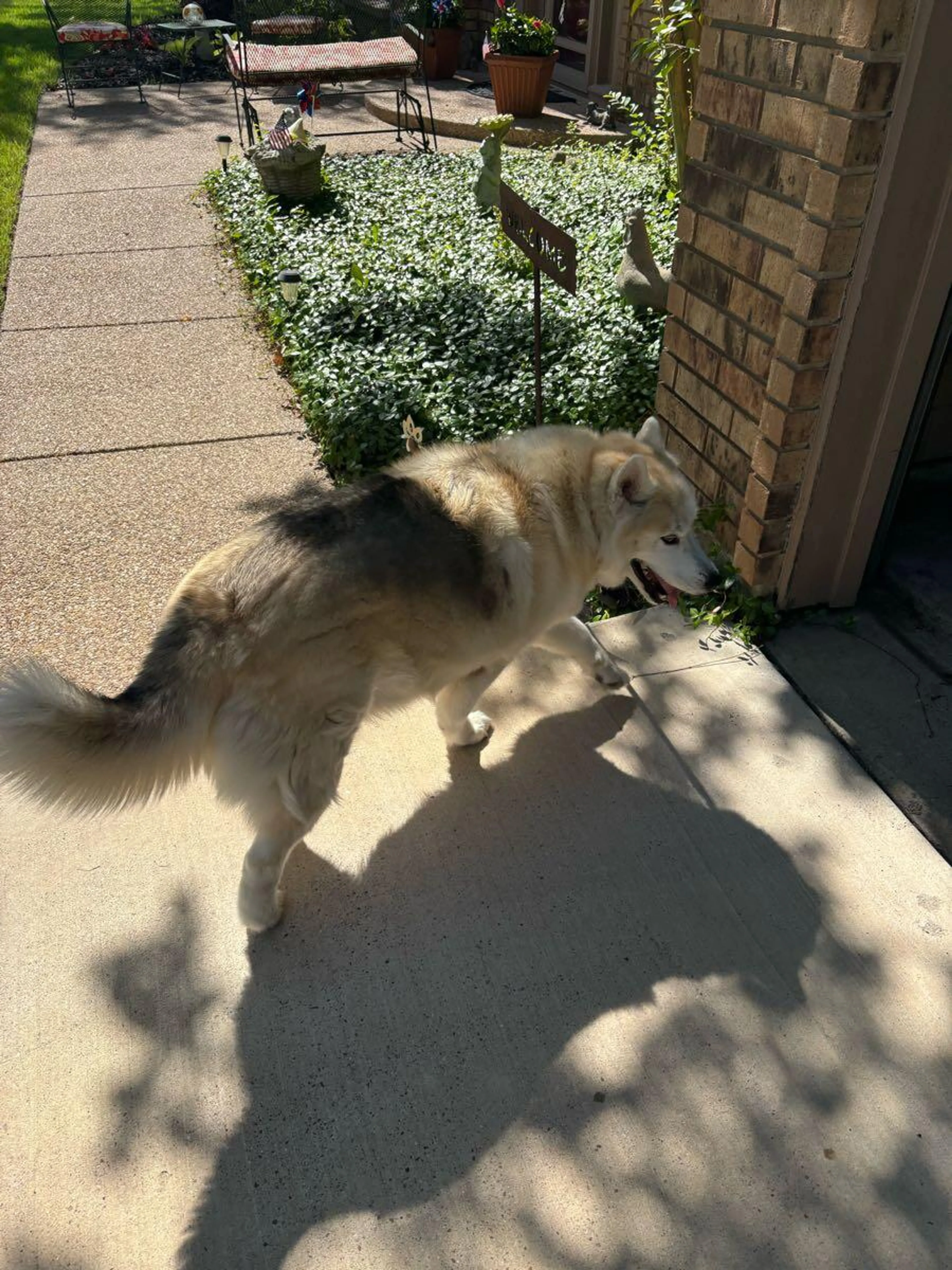Found pet