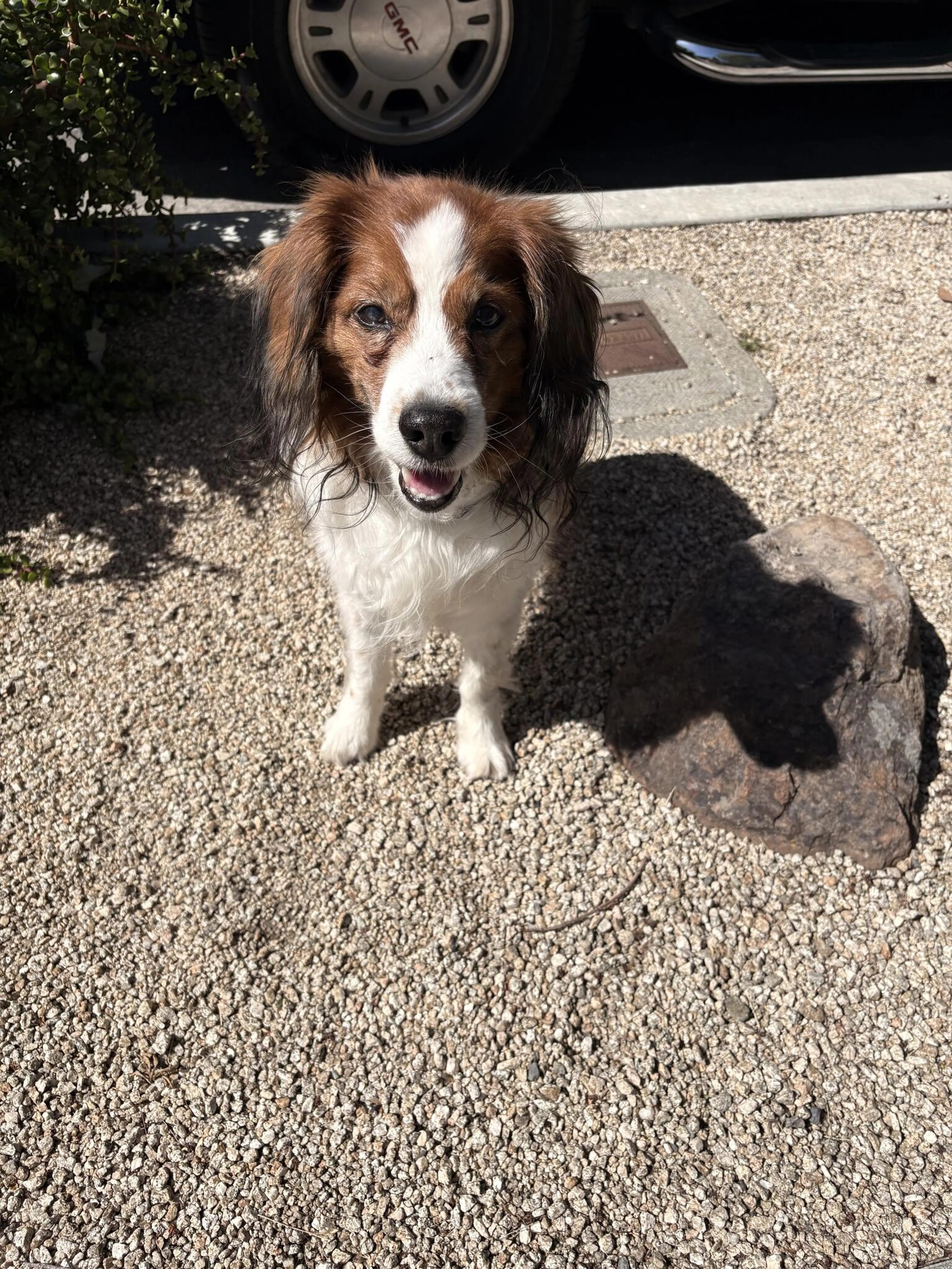 Found pet