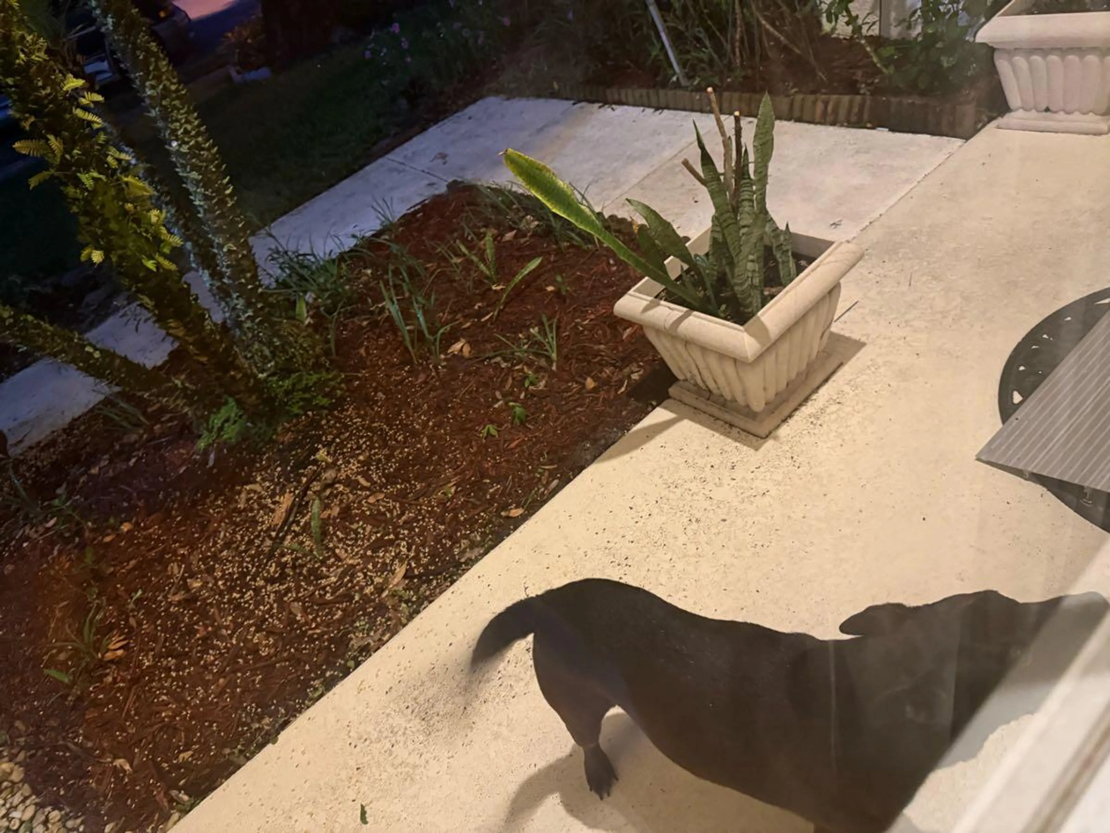 Found pet