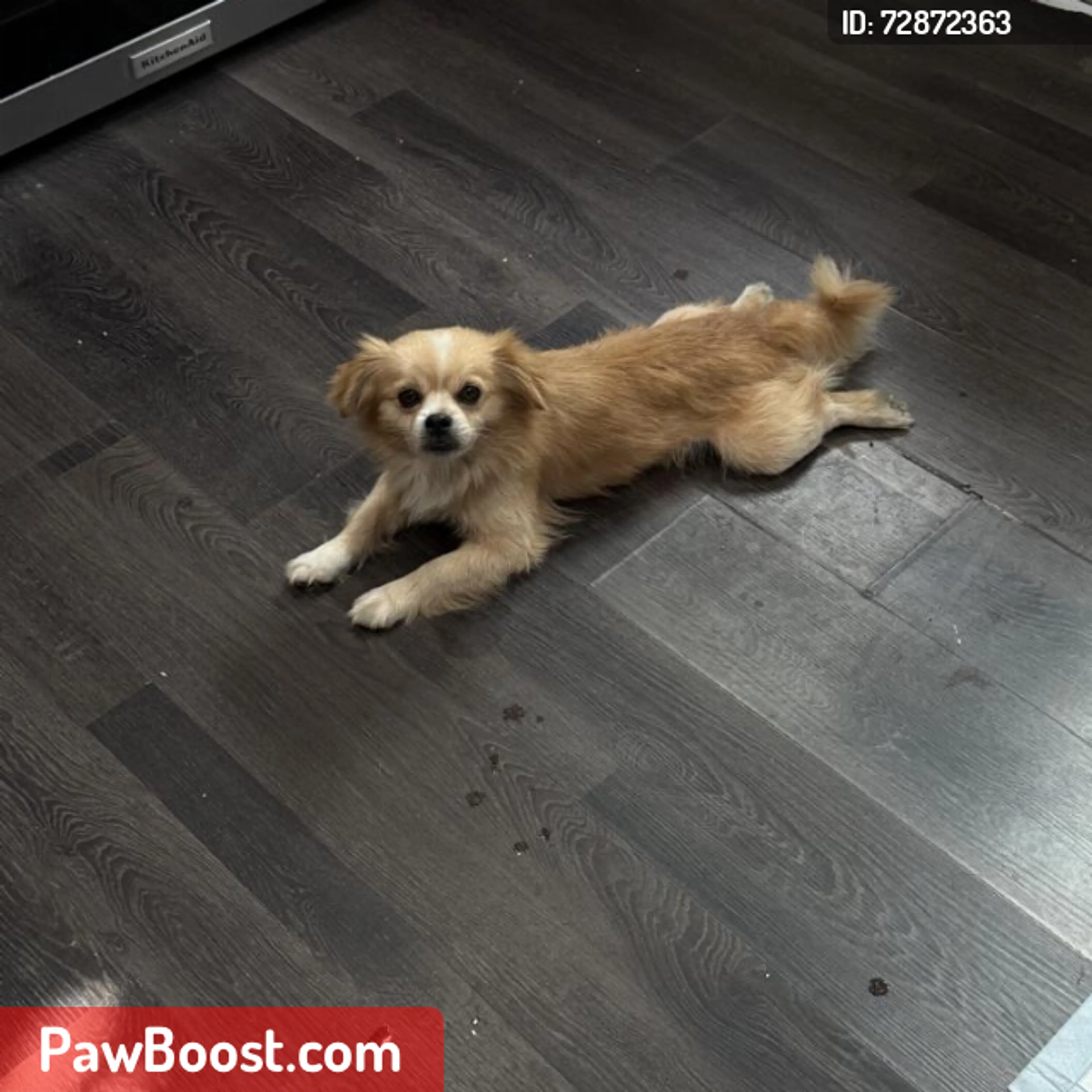 Lost pet