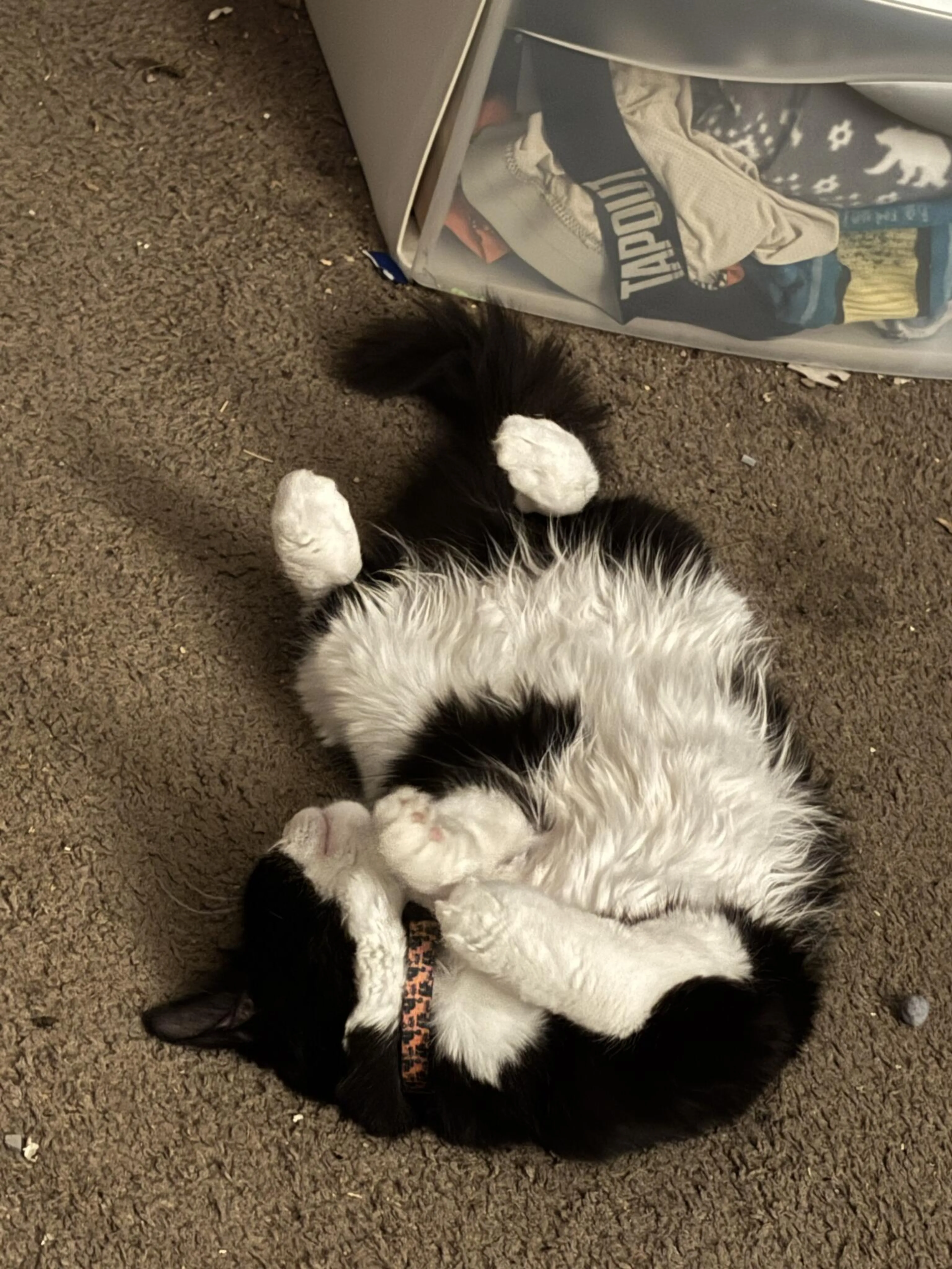 Lost pet