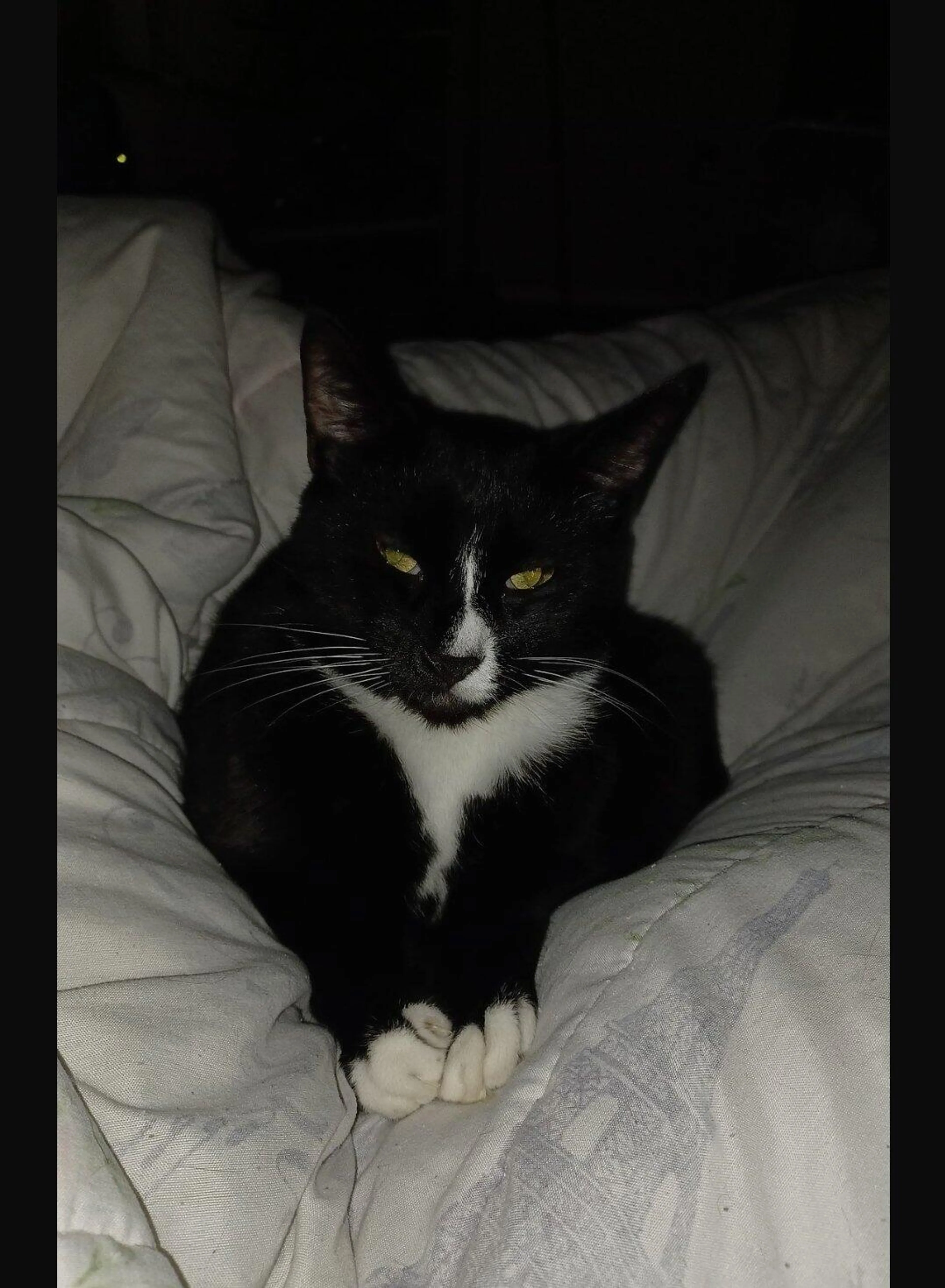 Lost pet