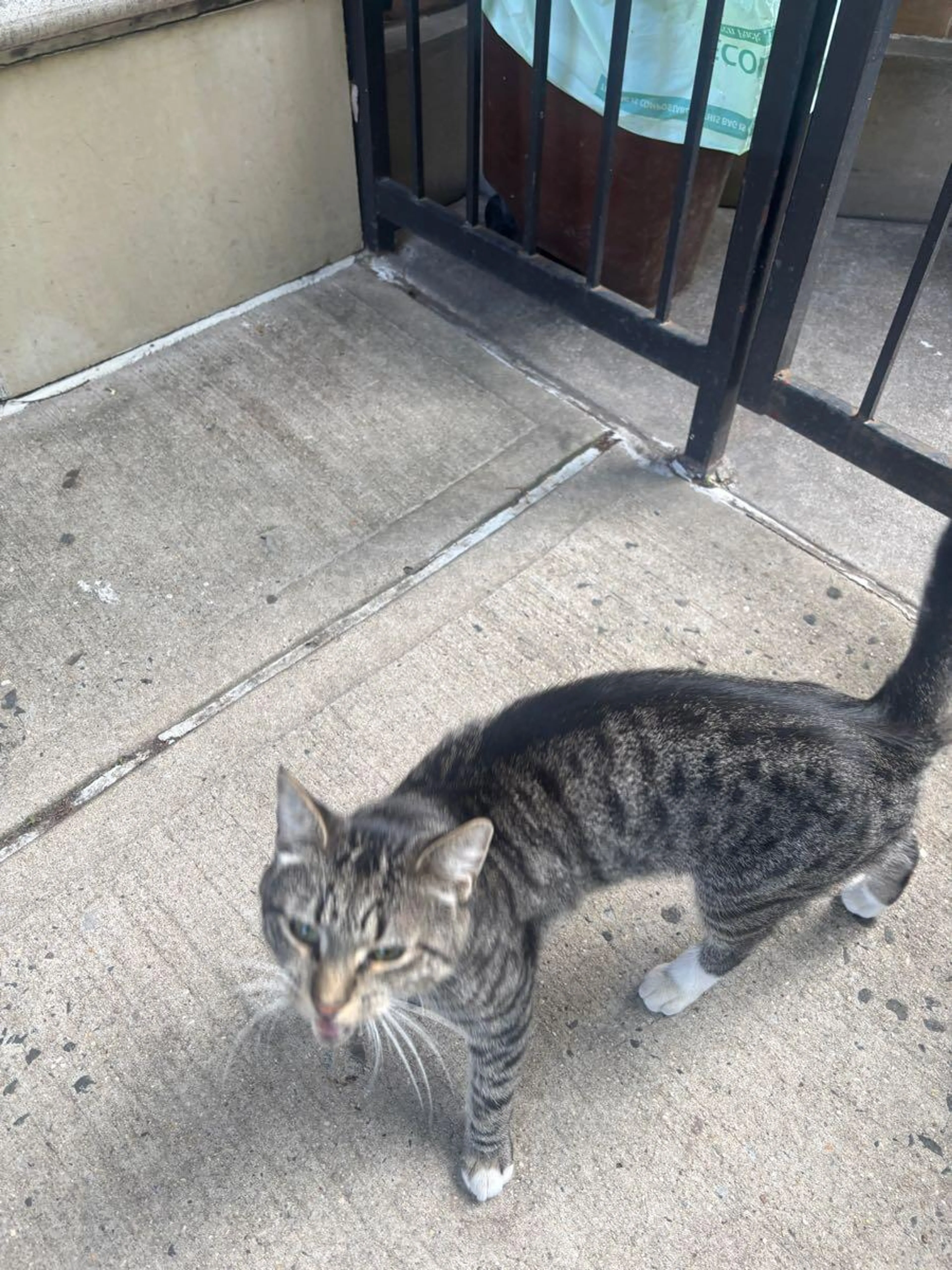 Found pet