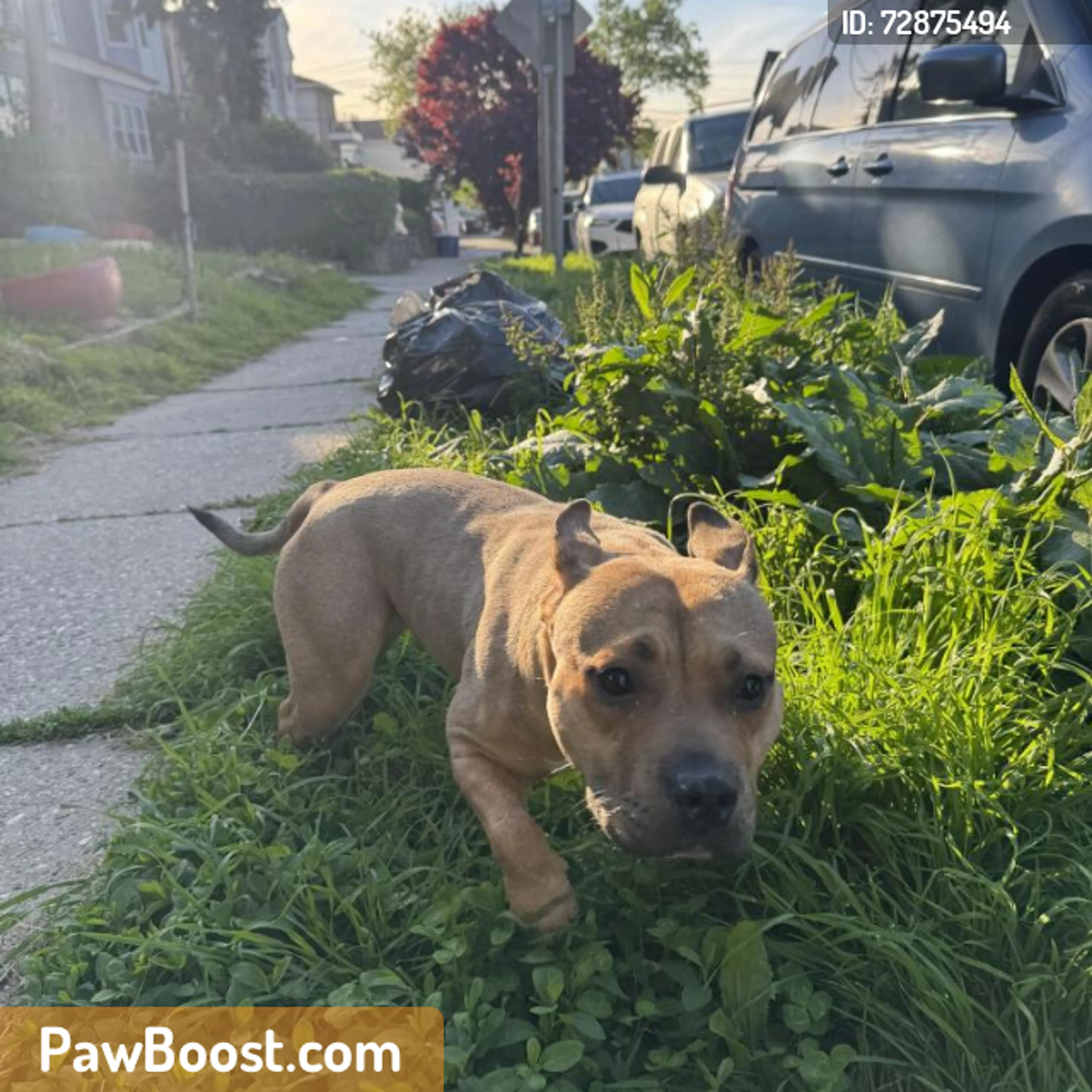 Found pet