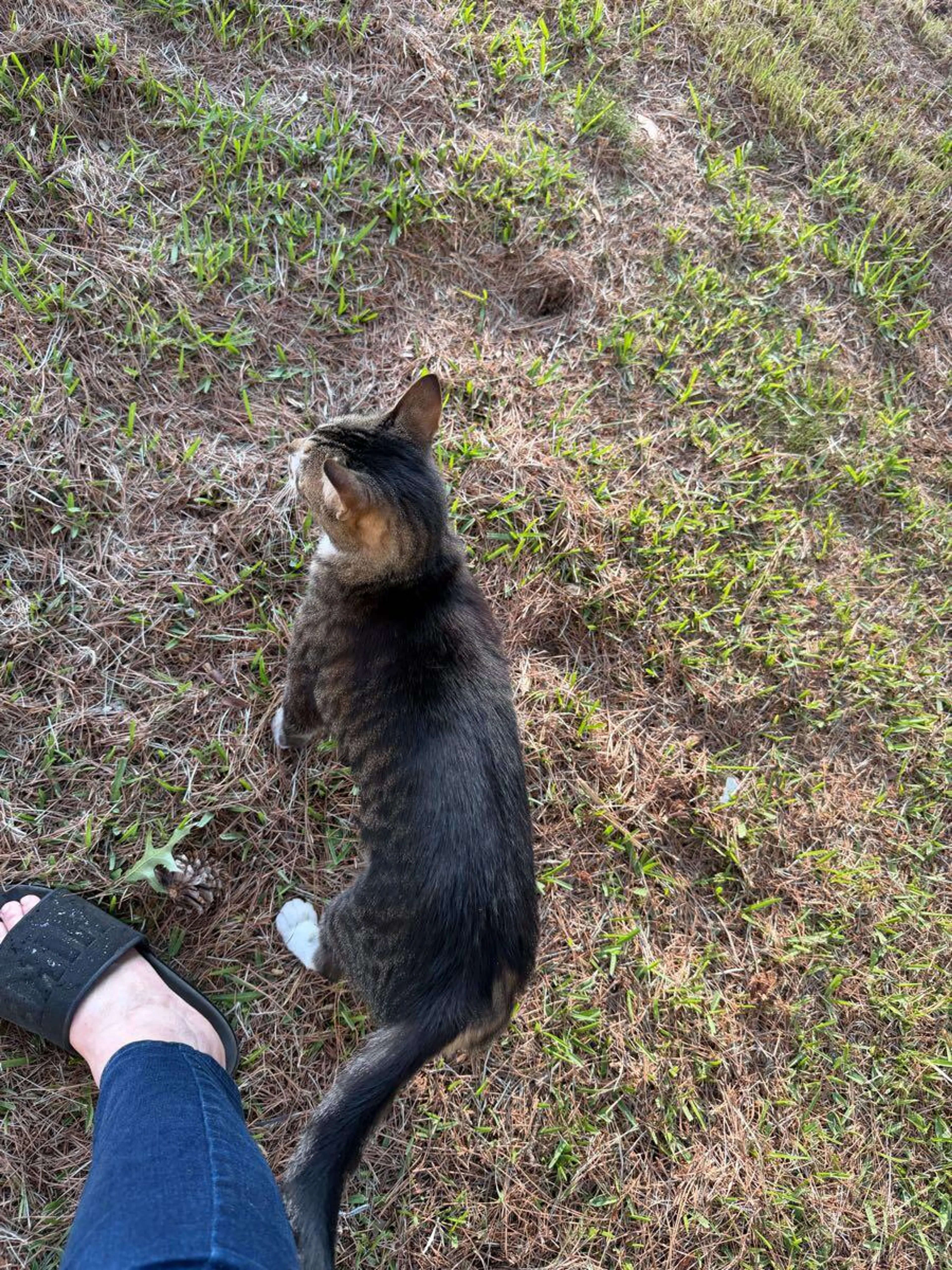 cdn image