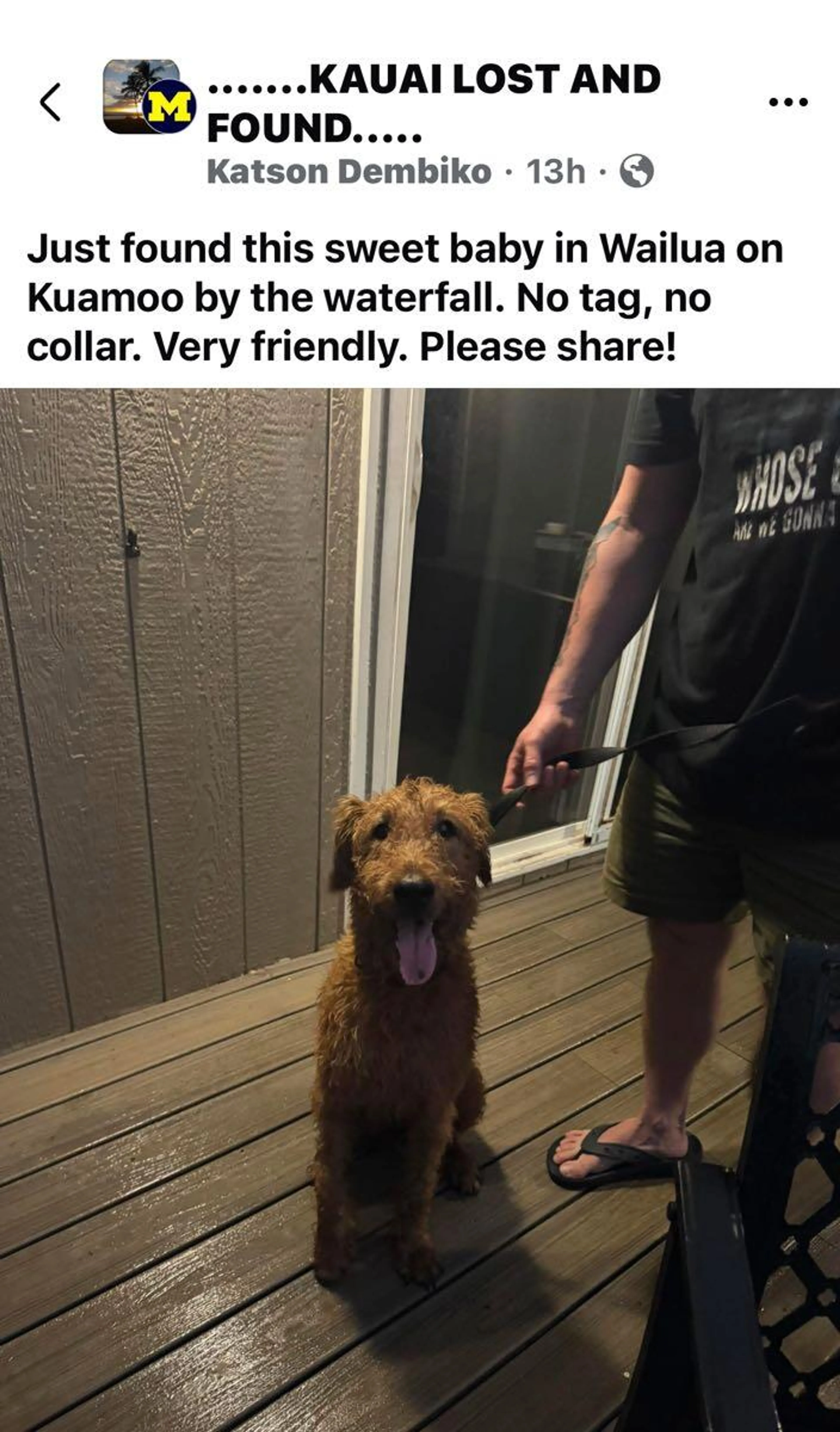 Found pet