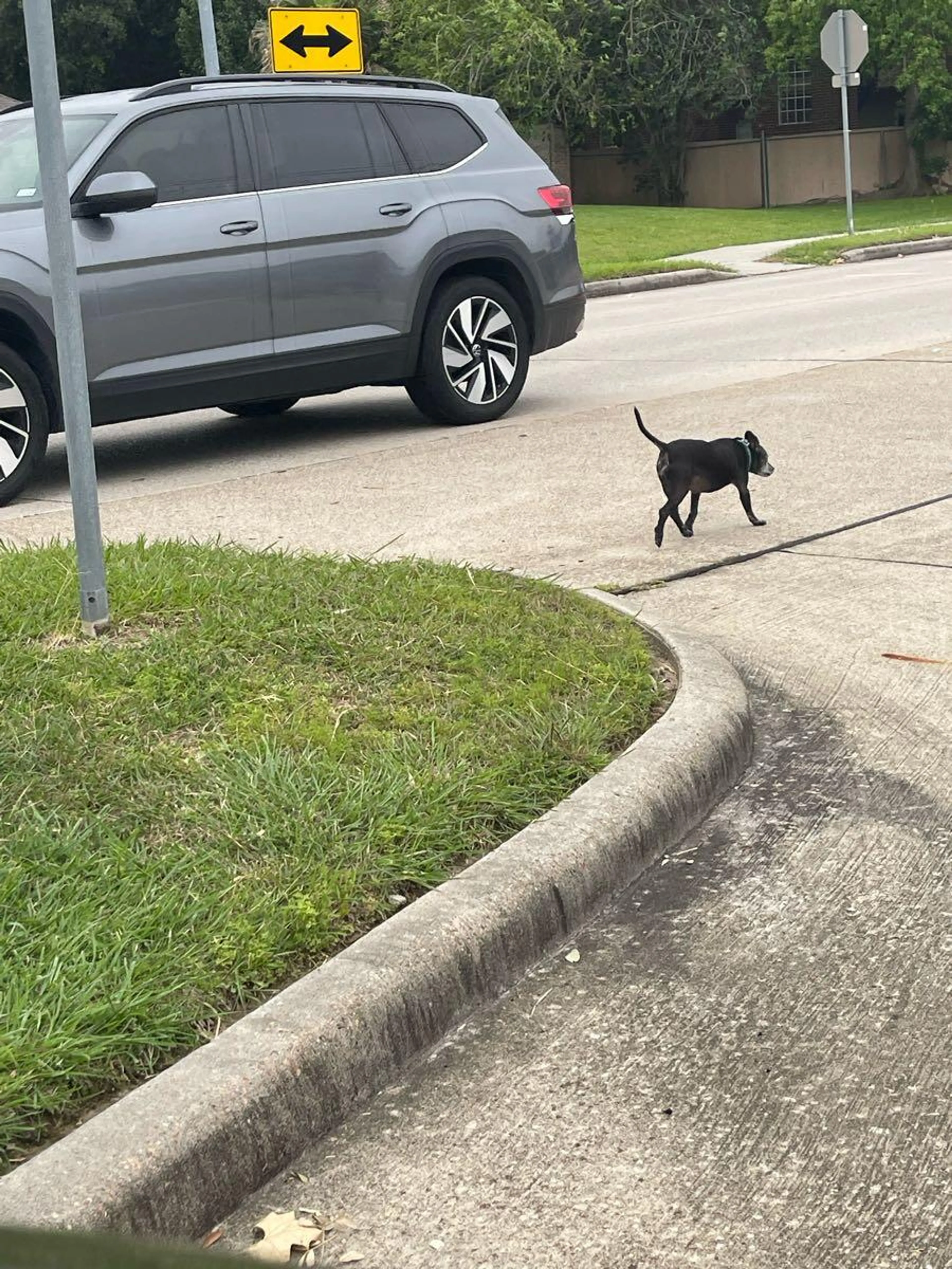 Found pet