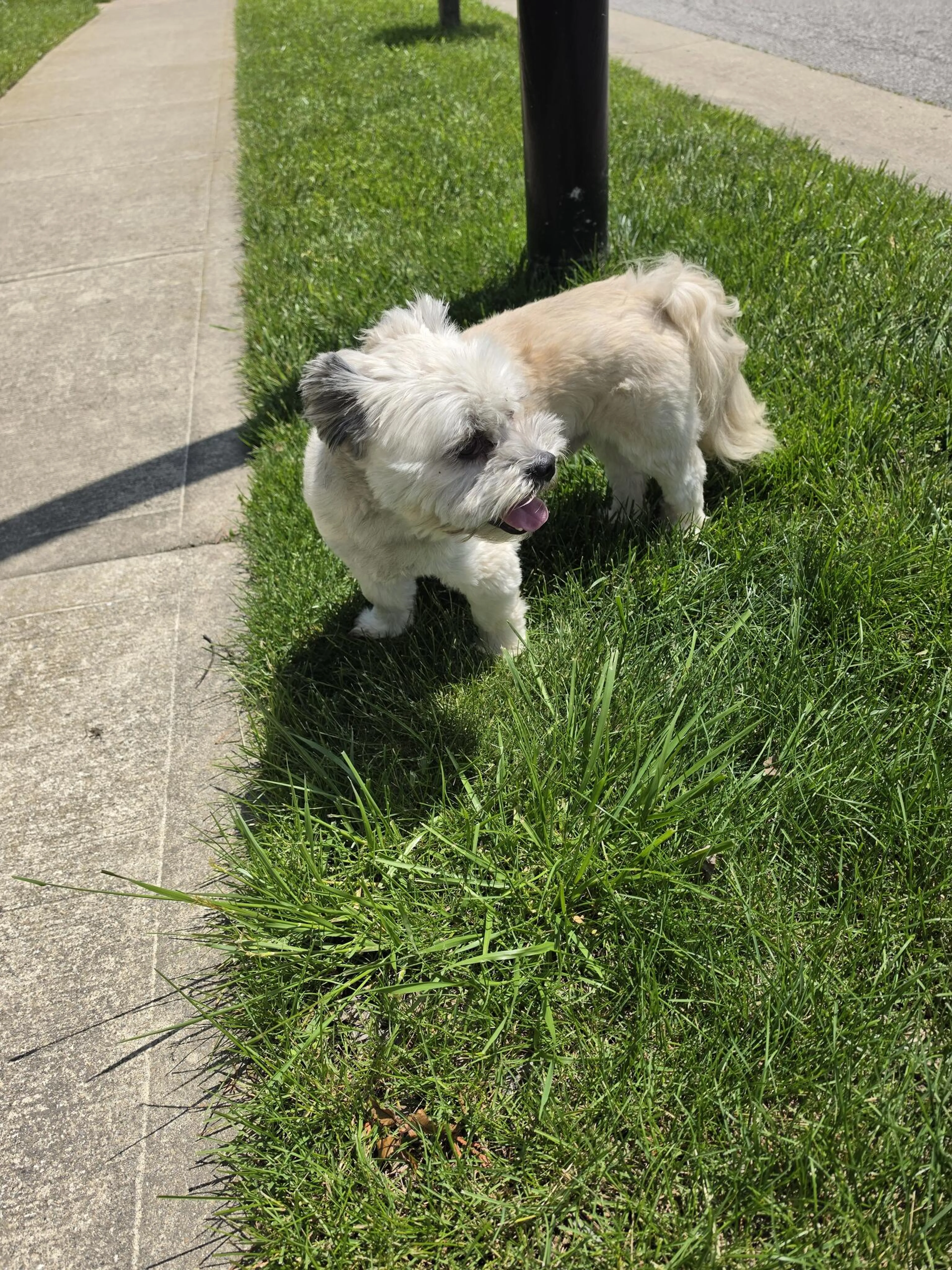Found pet
