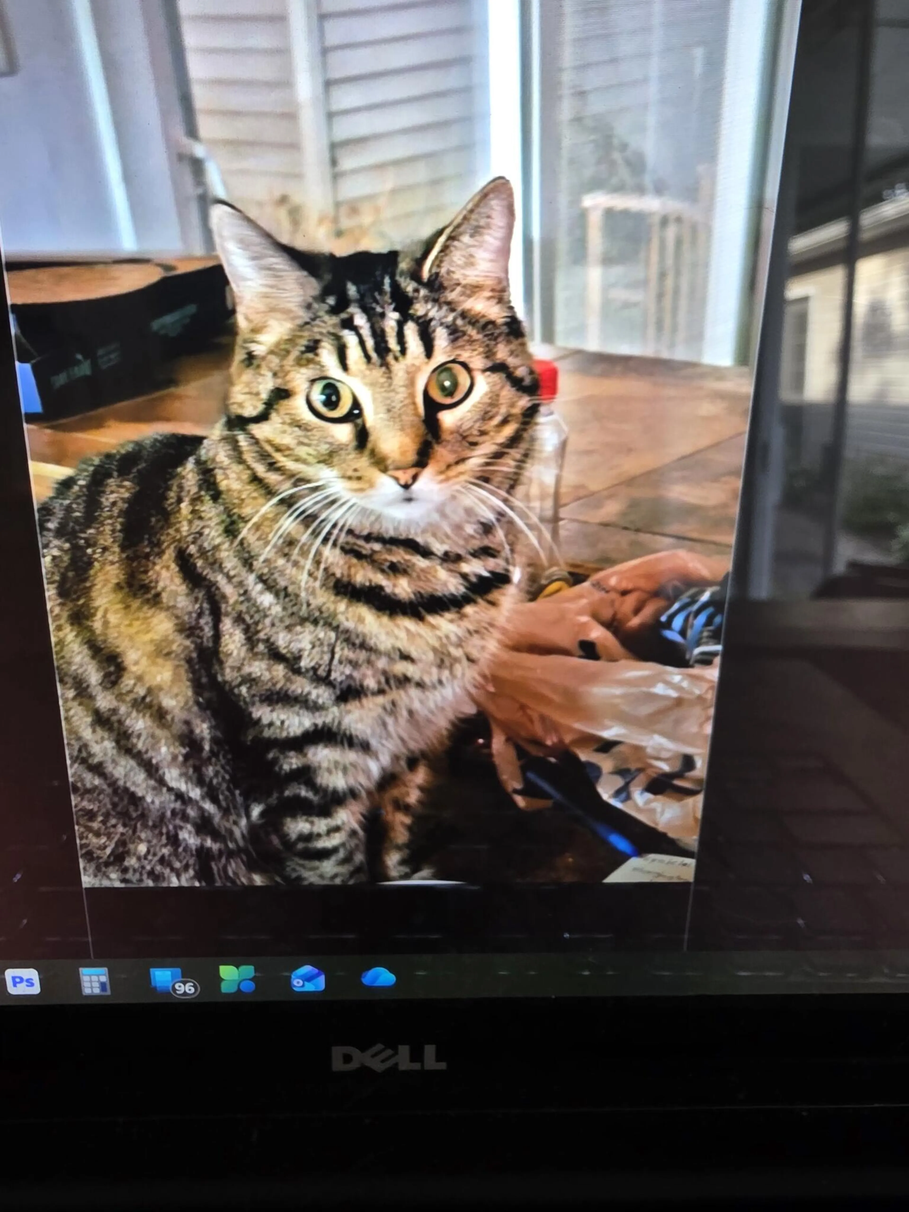 cdn image
