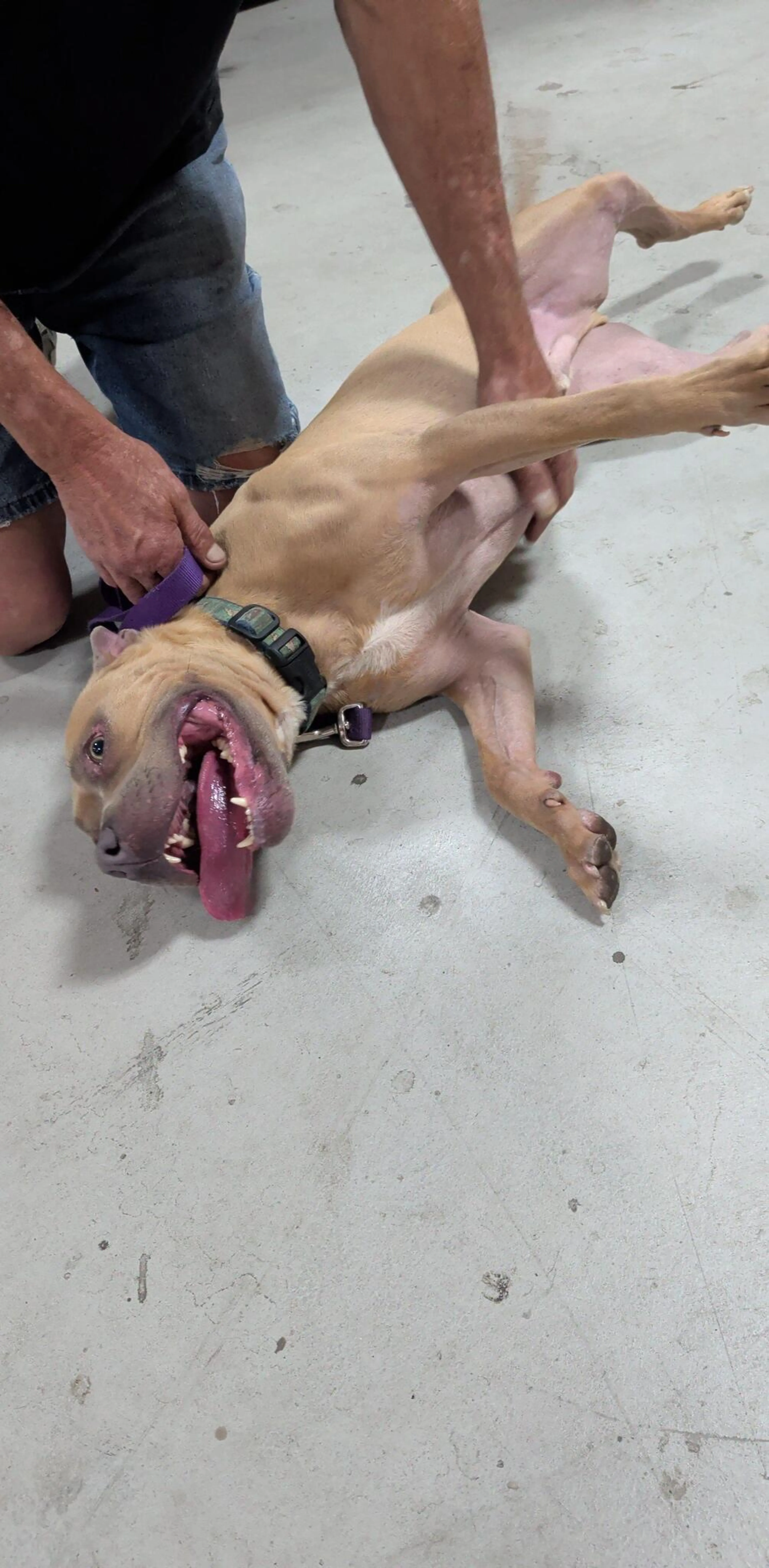 Found pet