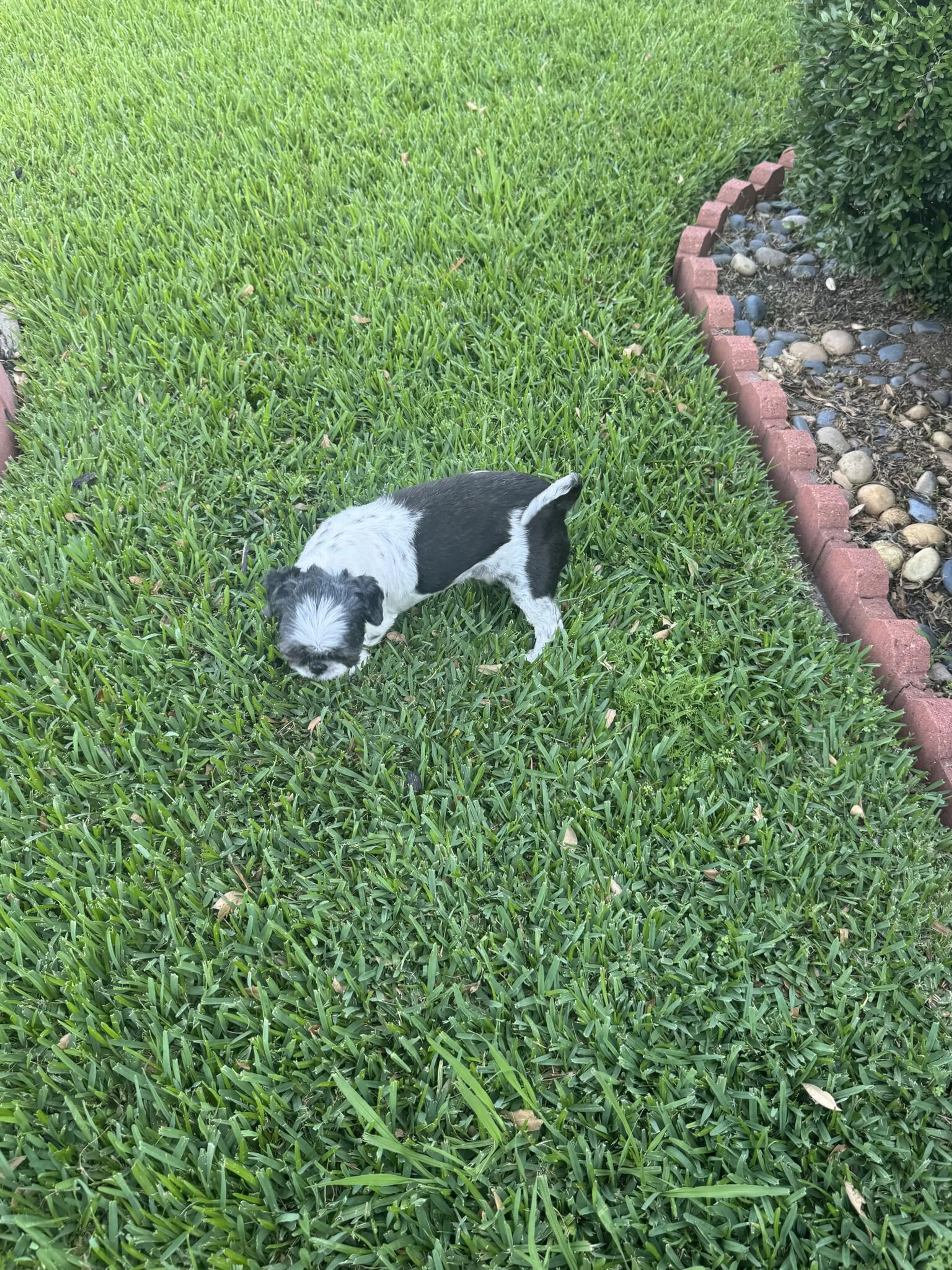 Found pet